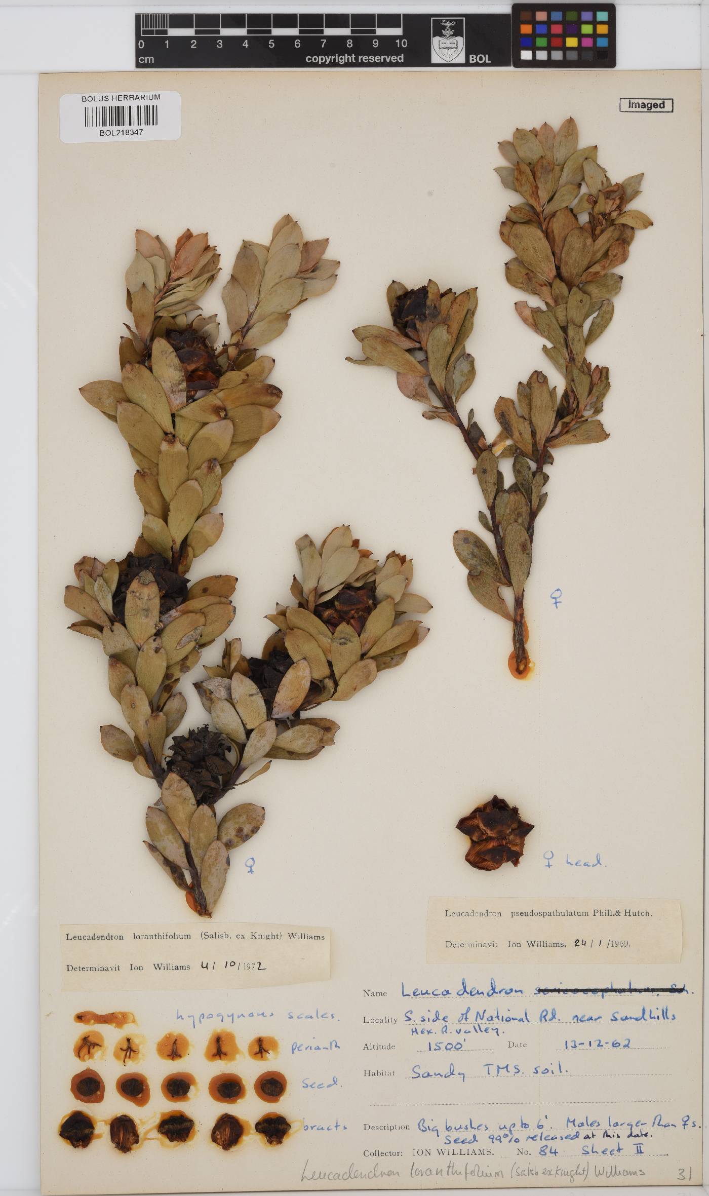 Leucadendron loranthifolium image