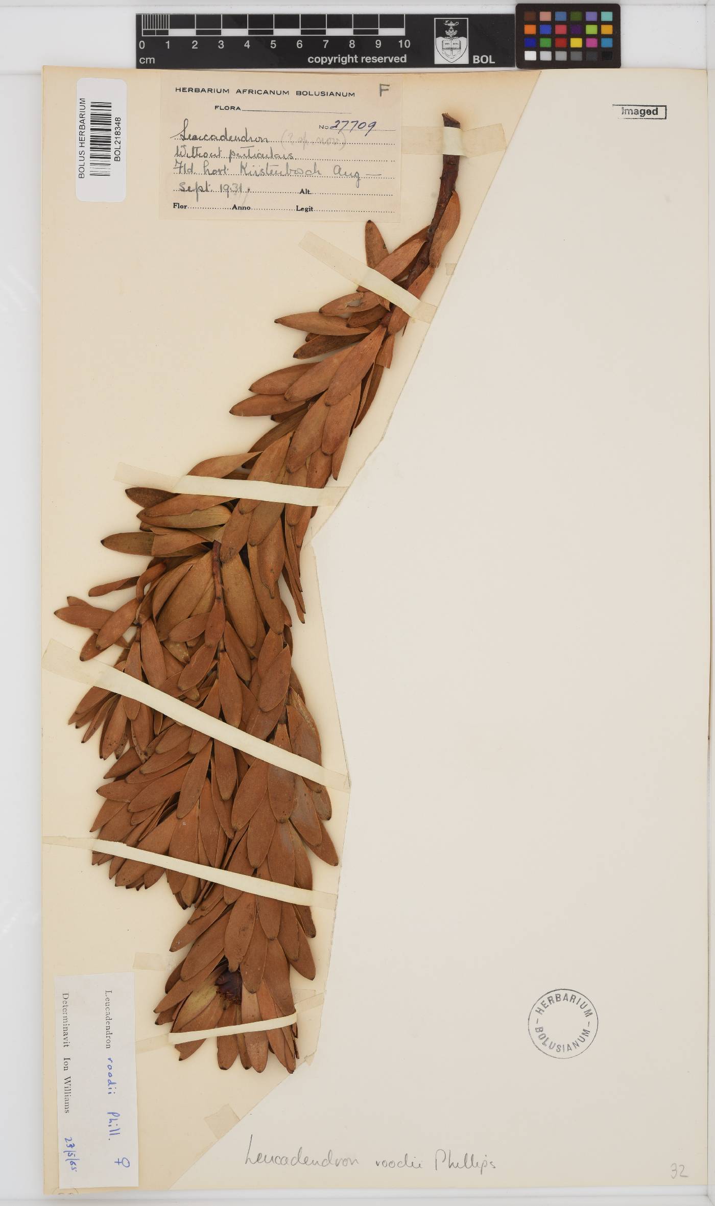 Leucadendron roodii image