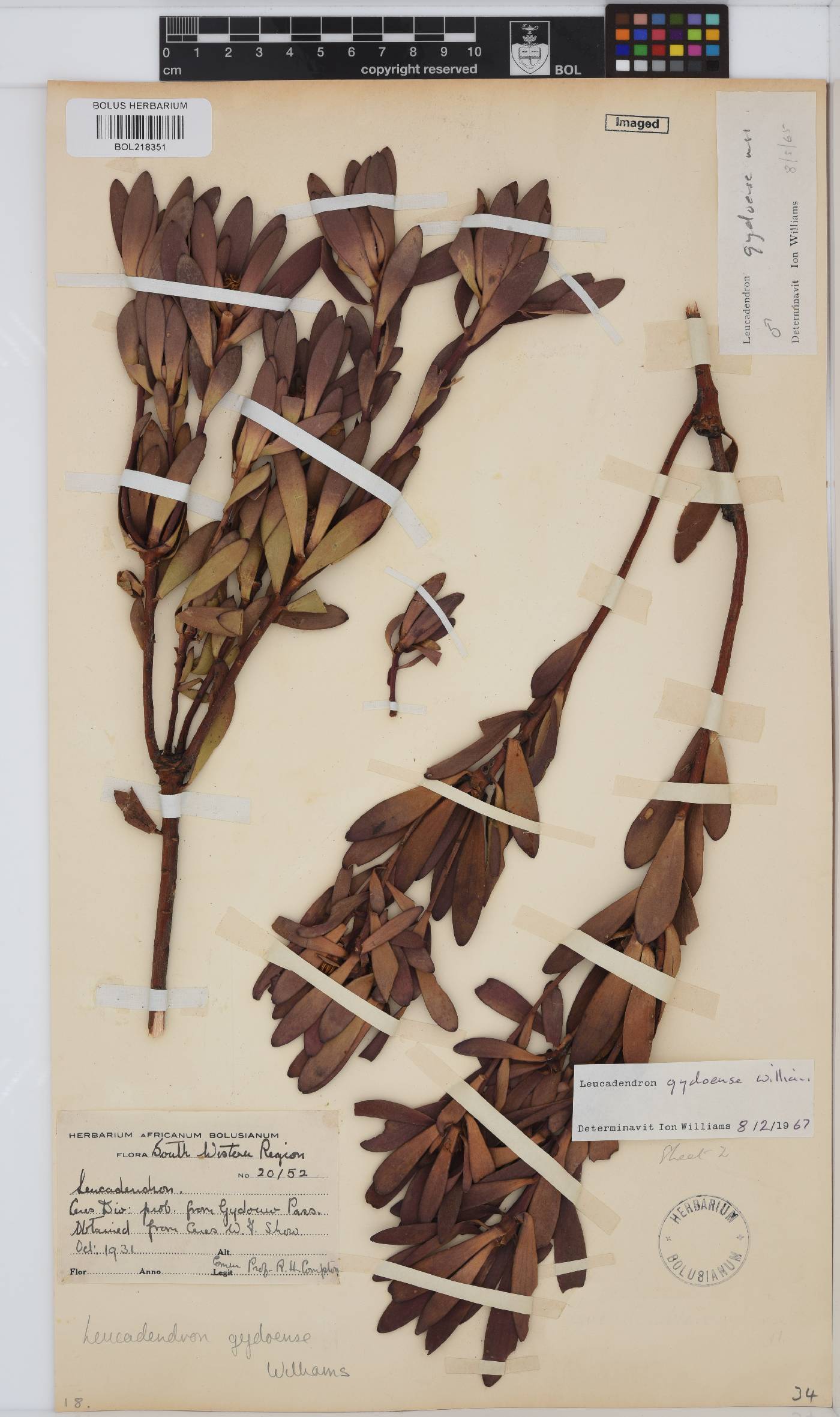 Leucadendron gydoense image