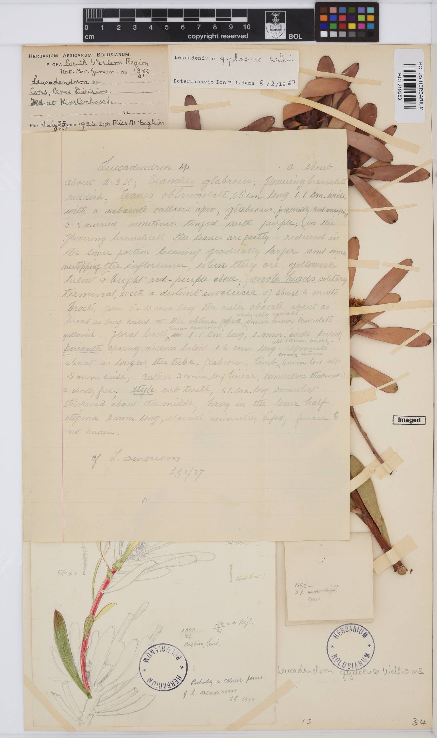 Leucadendron gydoense image