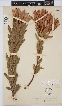 Leucadendron gydoense image