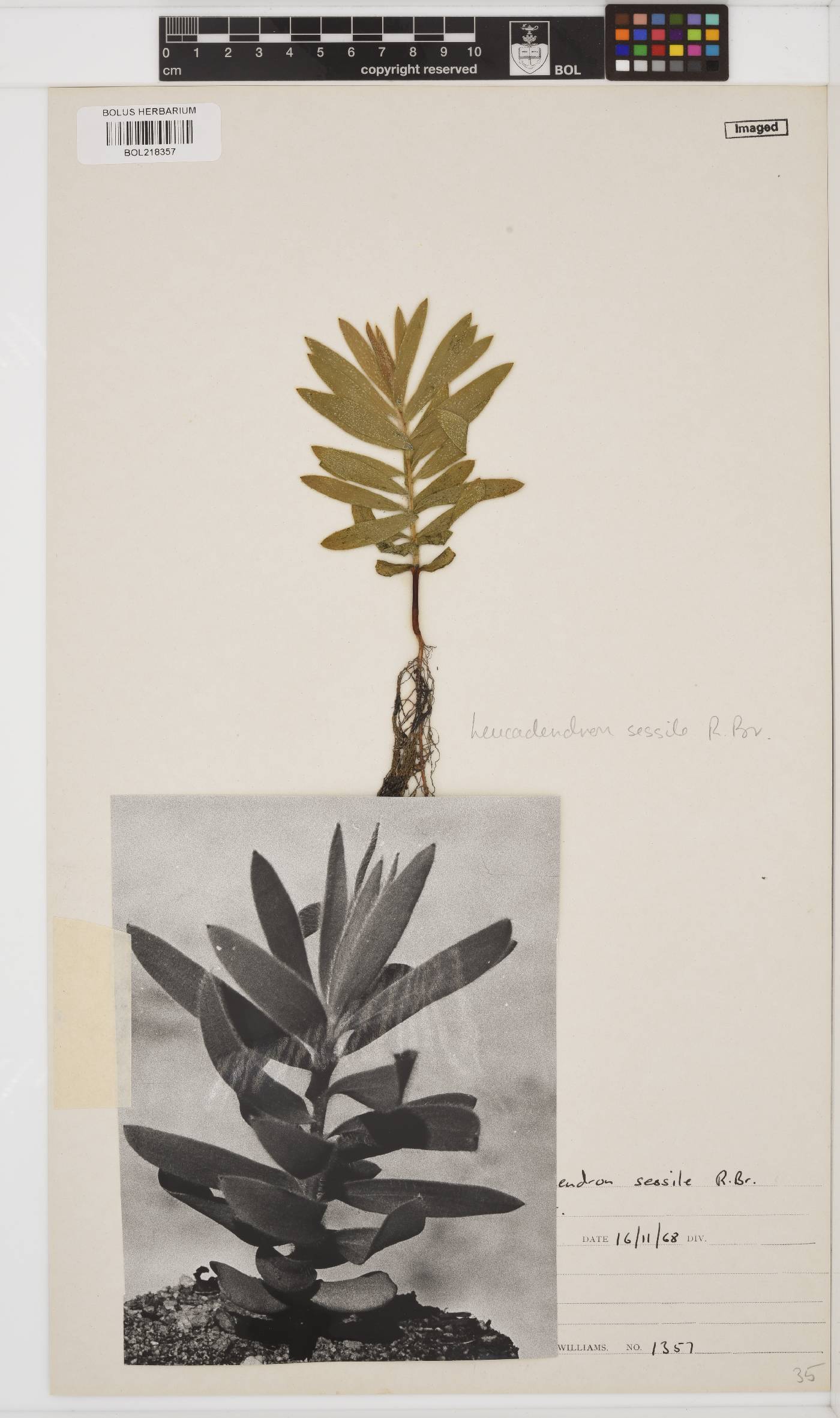 Leucadendron sessile image