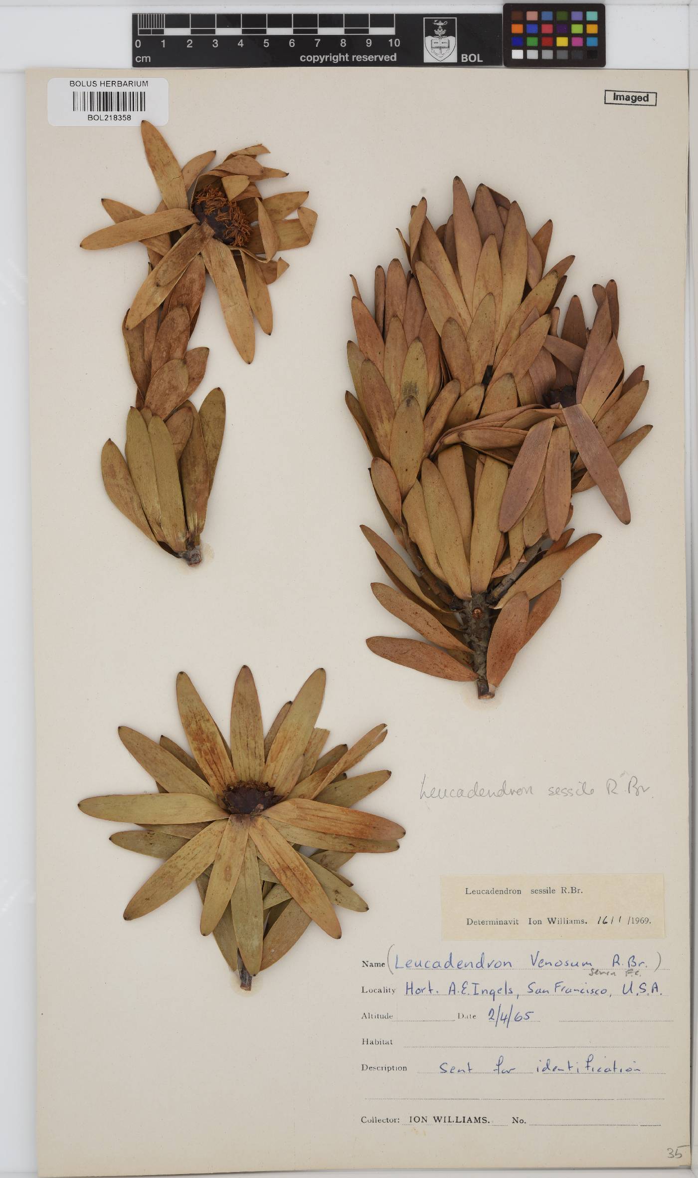 Leucadendron sessile image