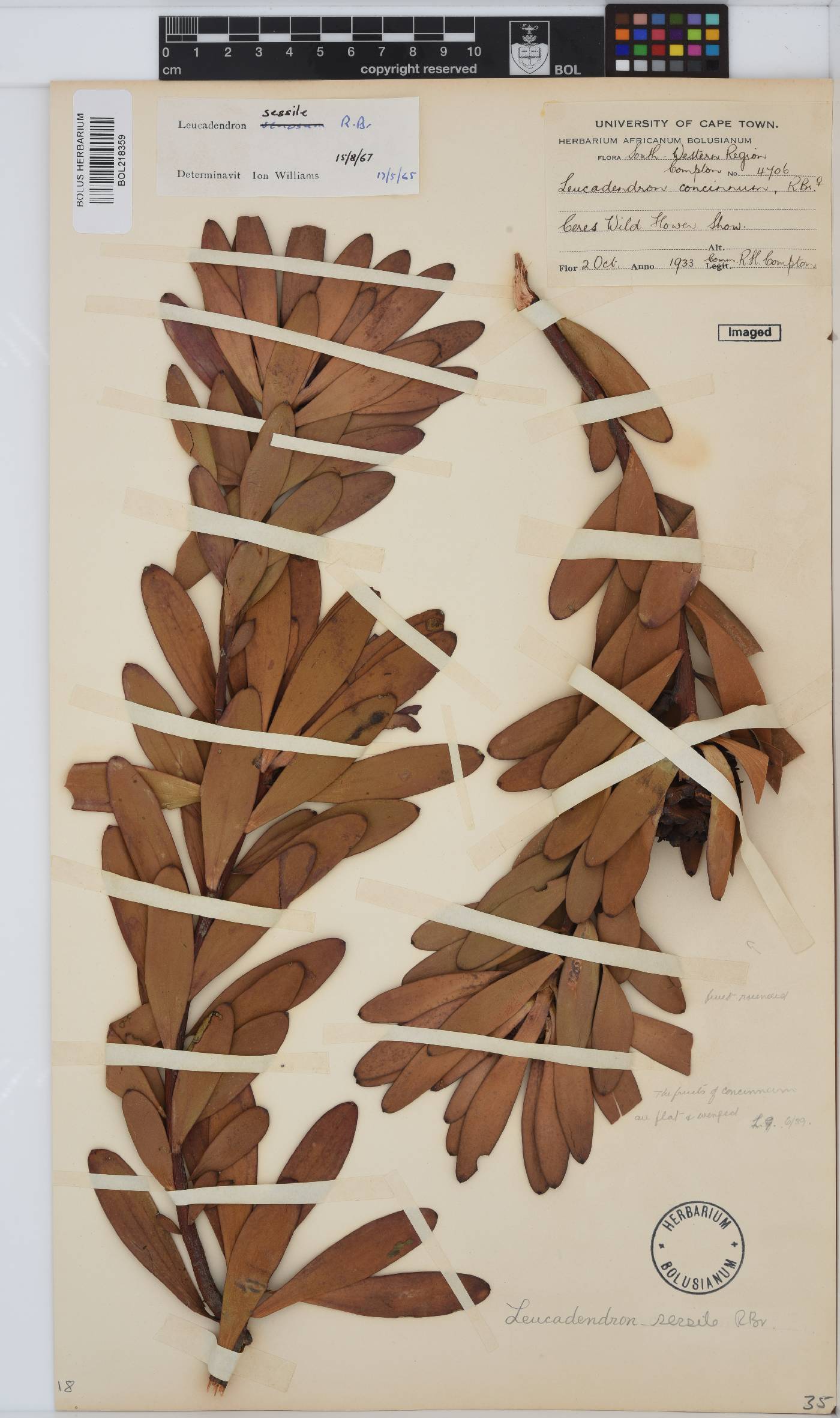 Leucadendron sessile image