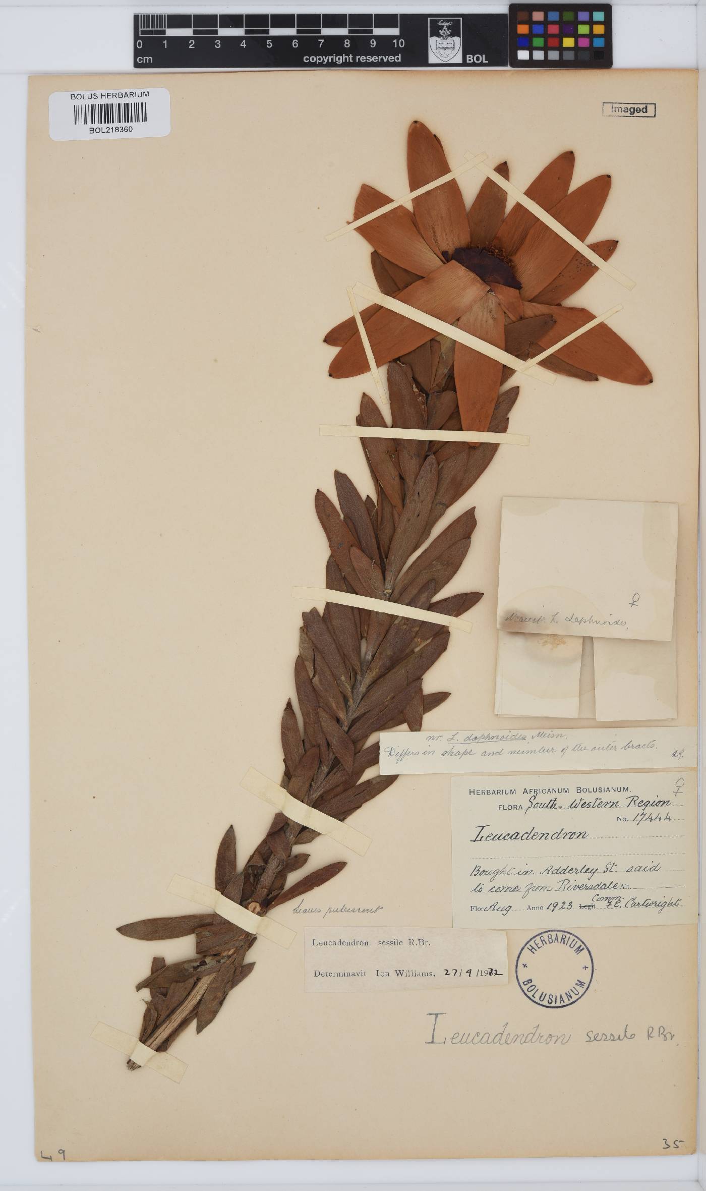 Leucadendron sessile image