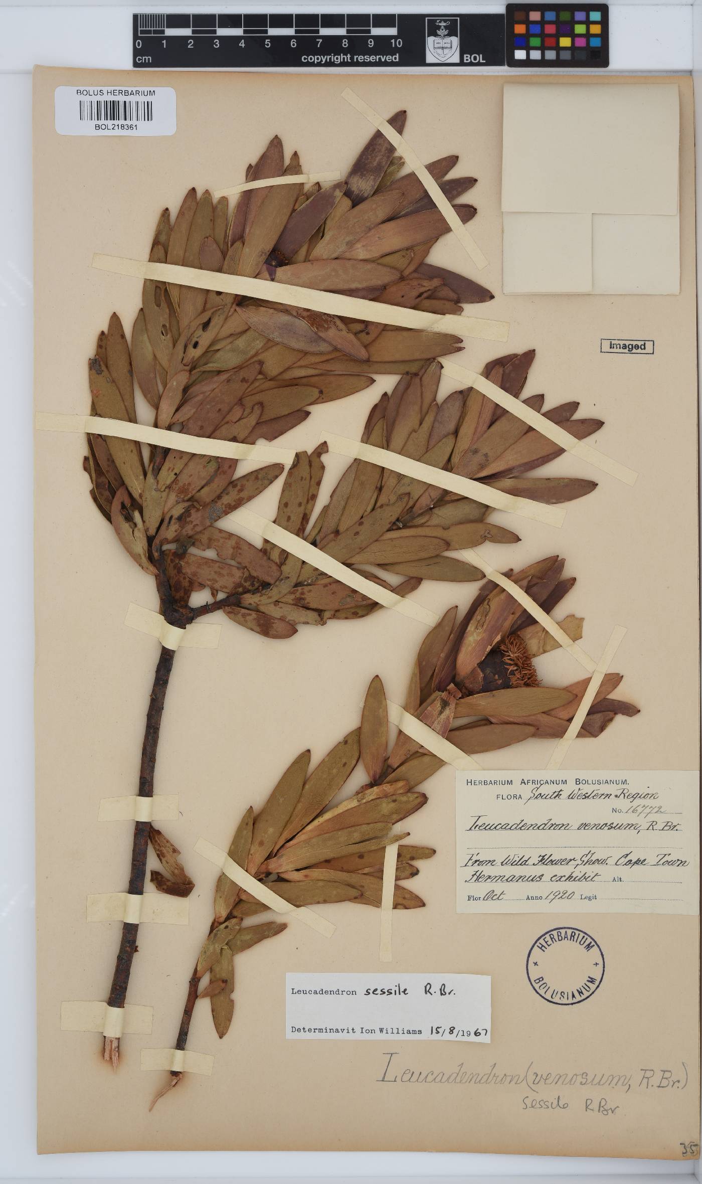 Leucadendron sessile image