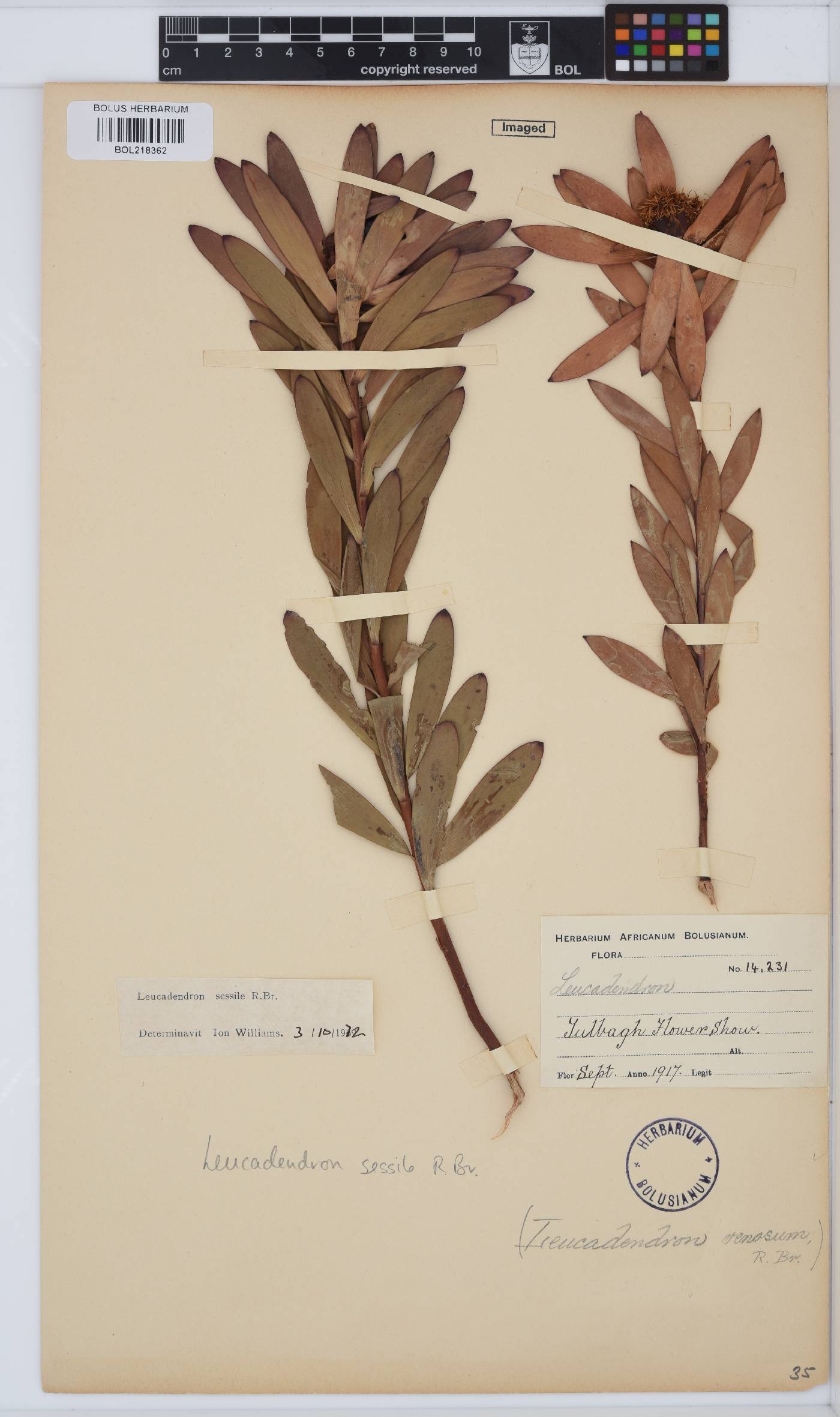 Leucadendron sessile image