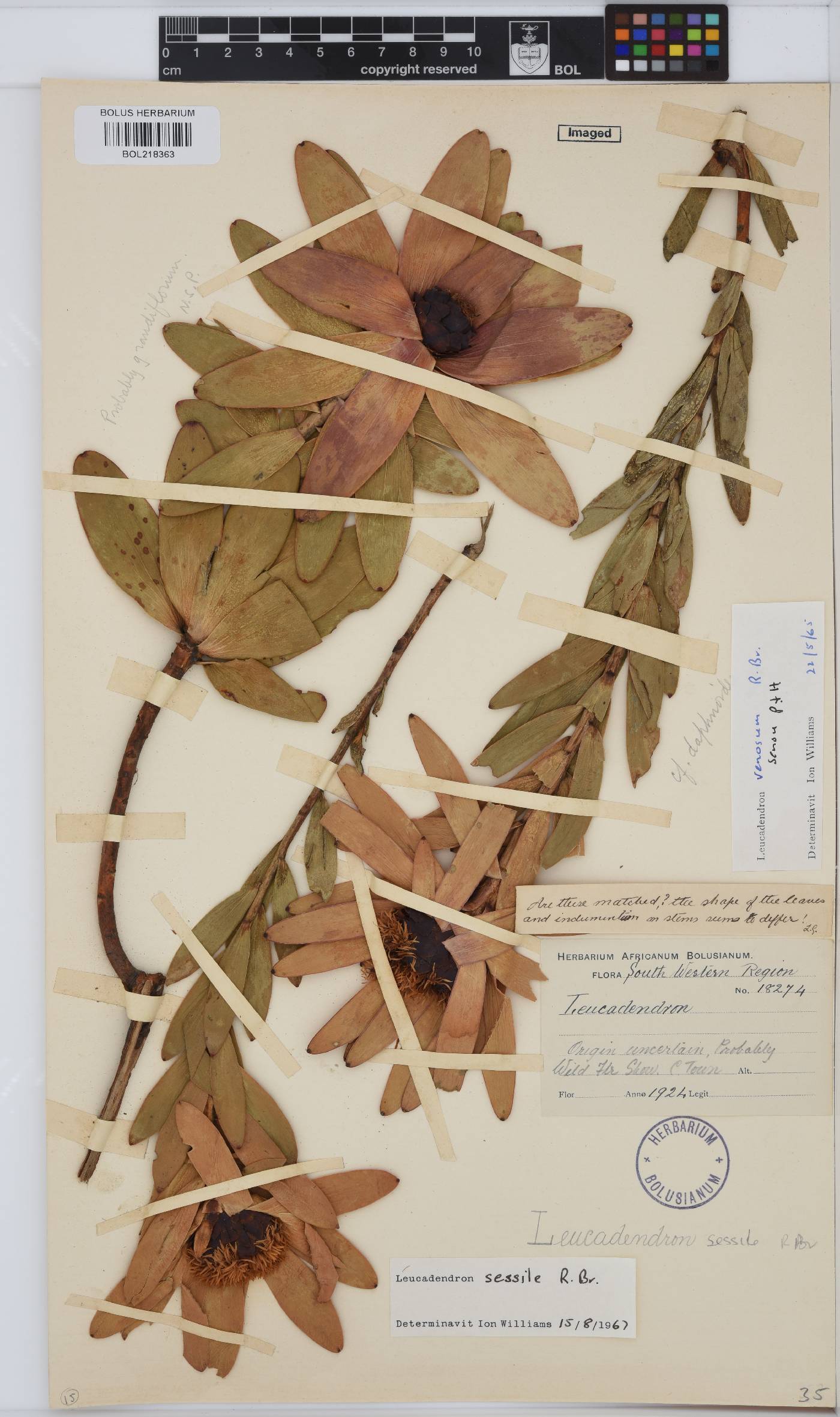 Leucadendron sessile image