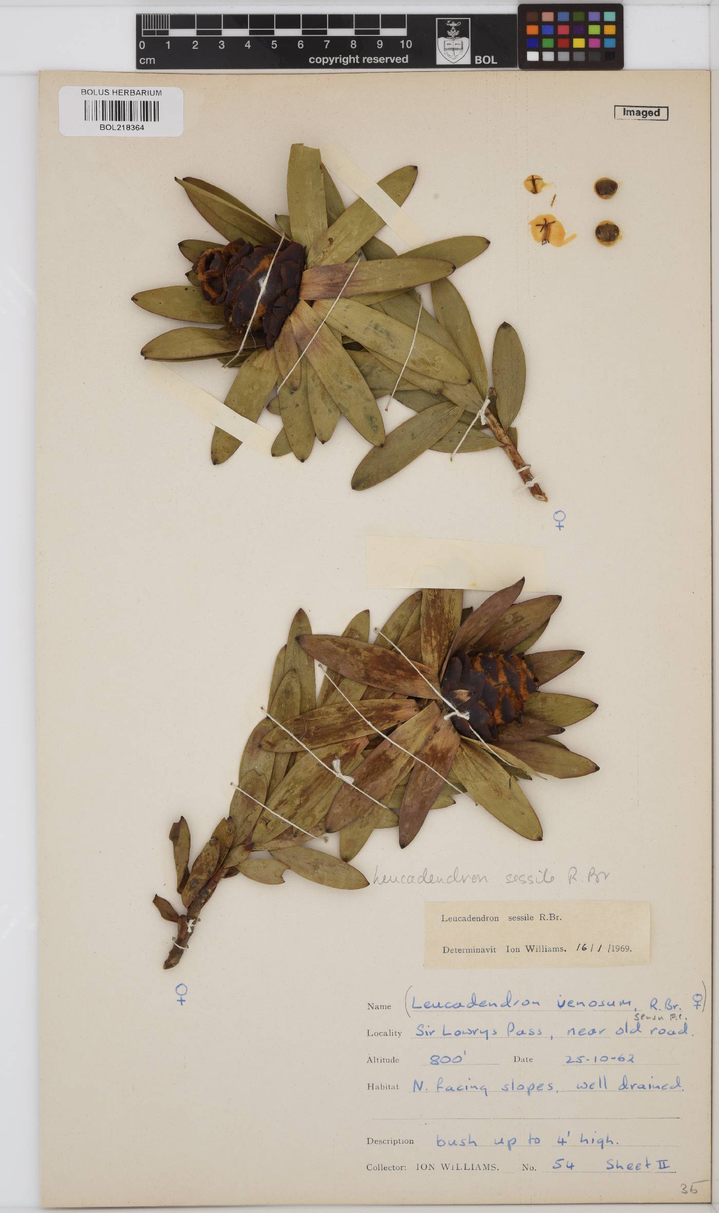 Leucadendron sessile image