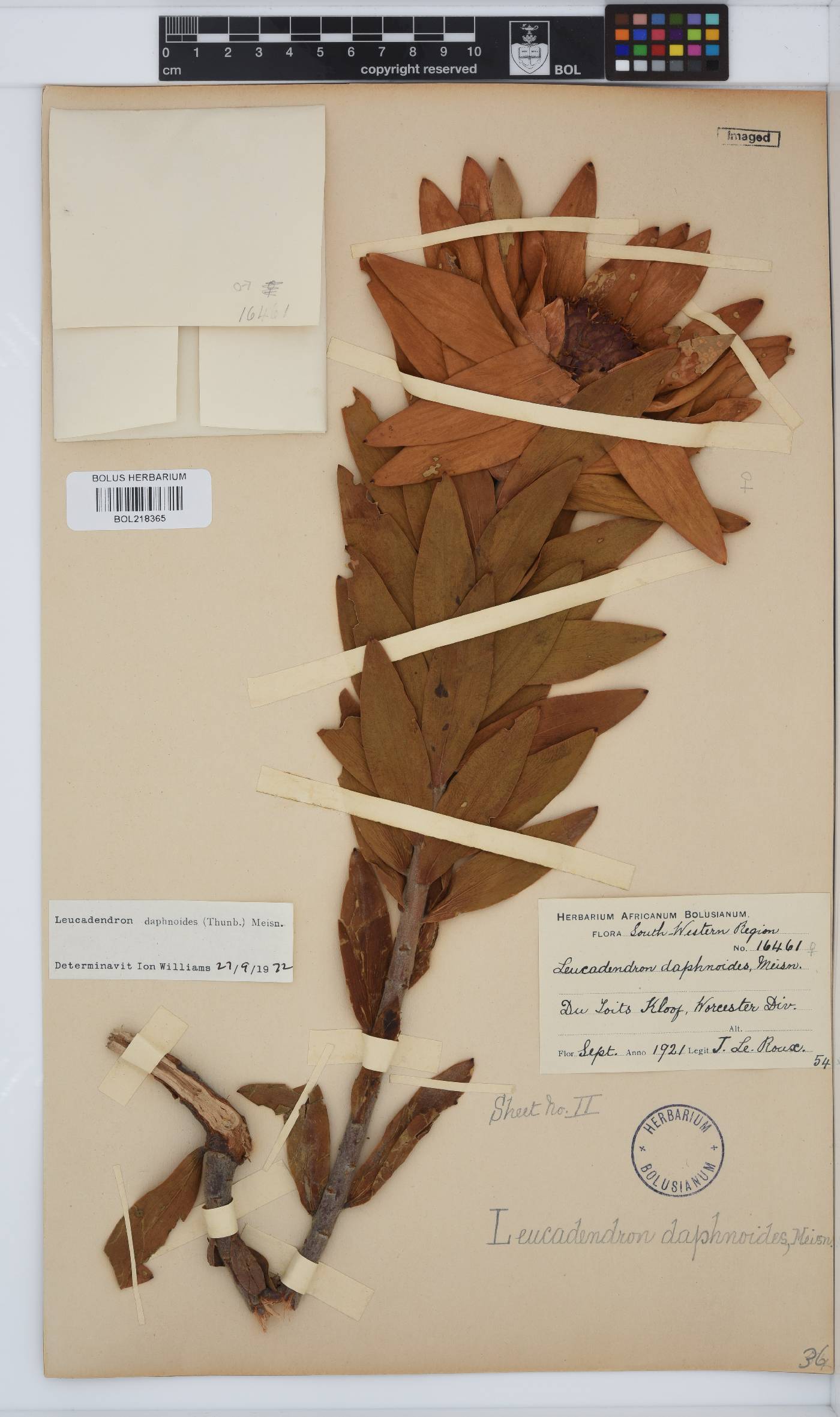 Leucadendron daphnoides image