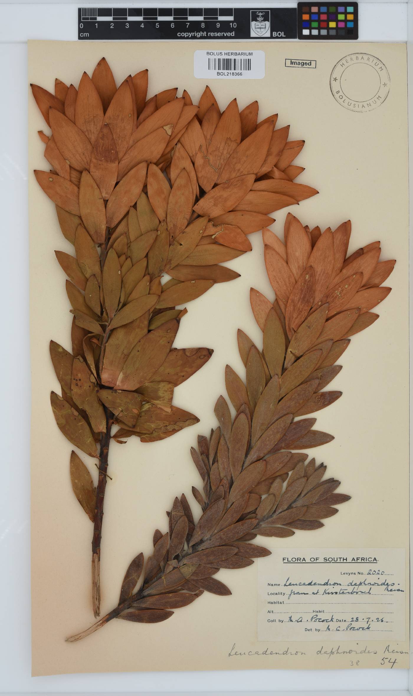 Leucadendron daphnoides image