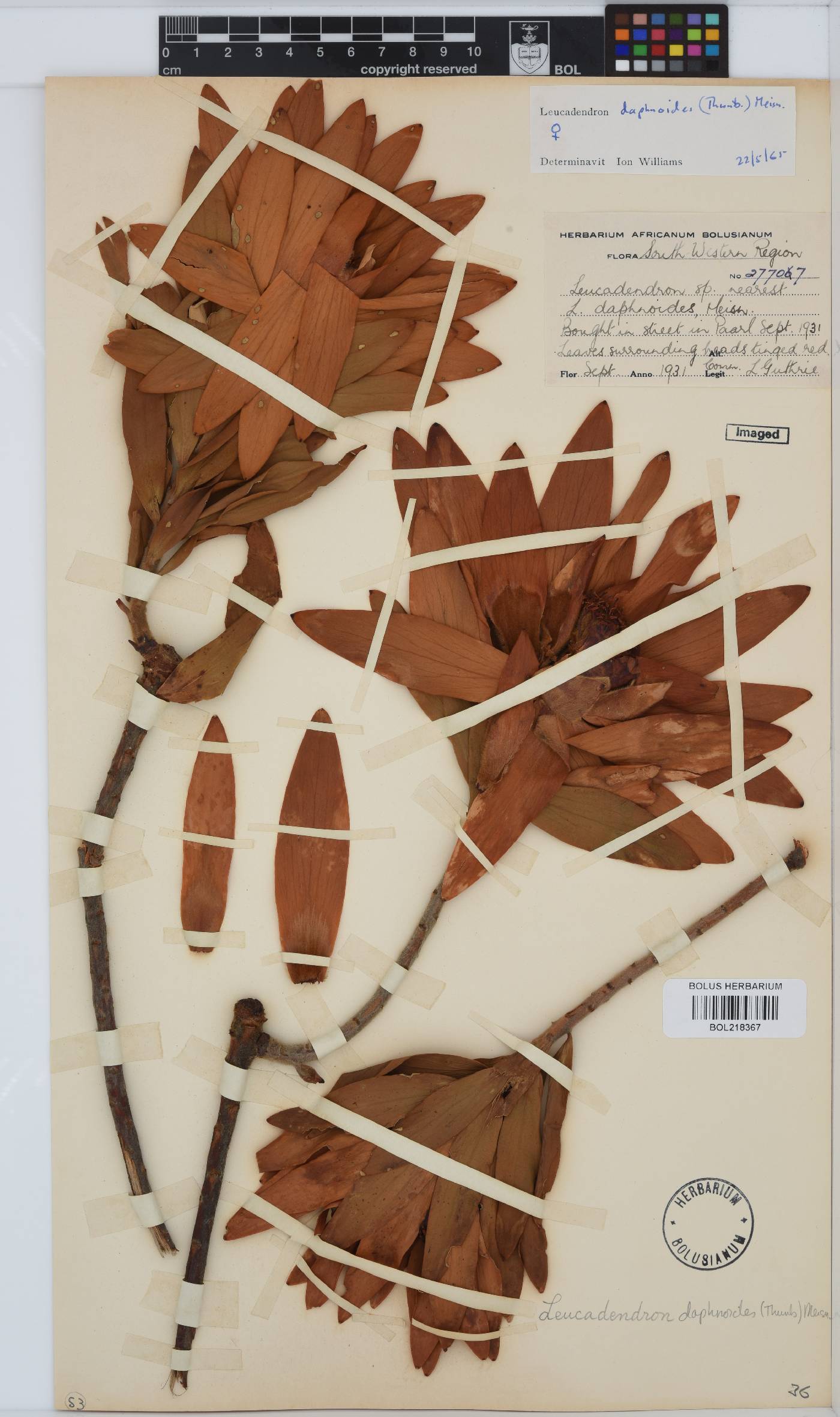 Leucadendron daphnoides image