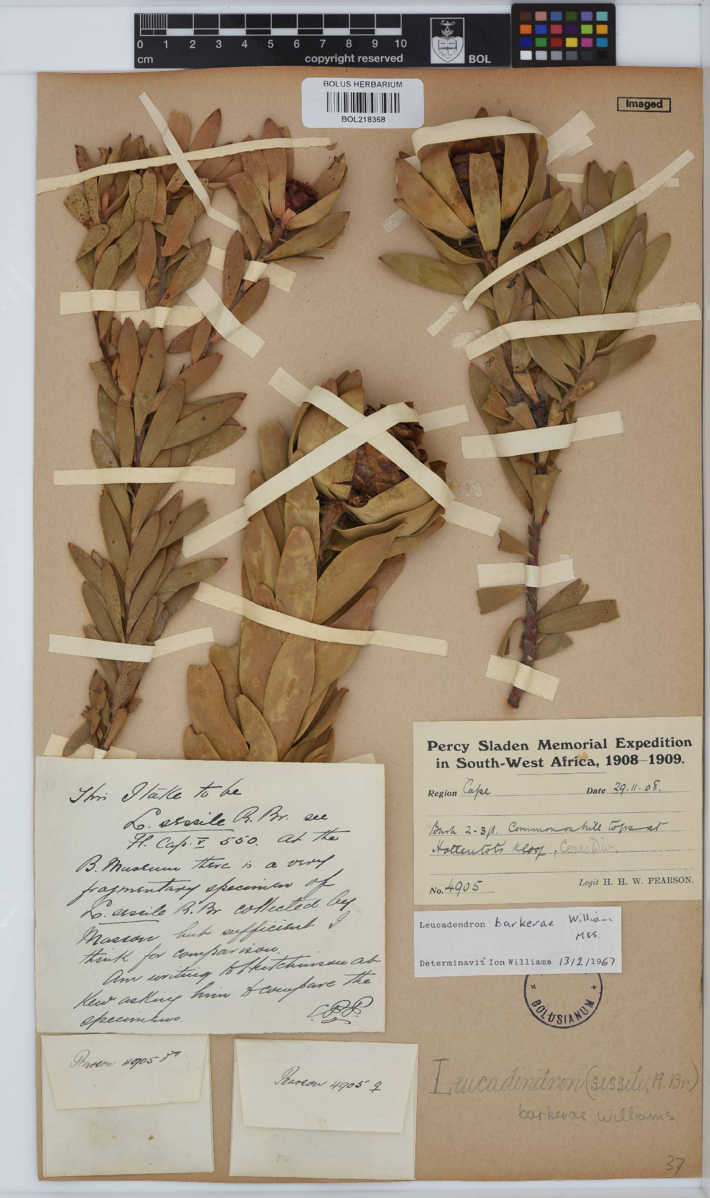 Leucadendron barkerae image