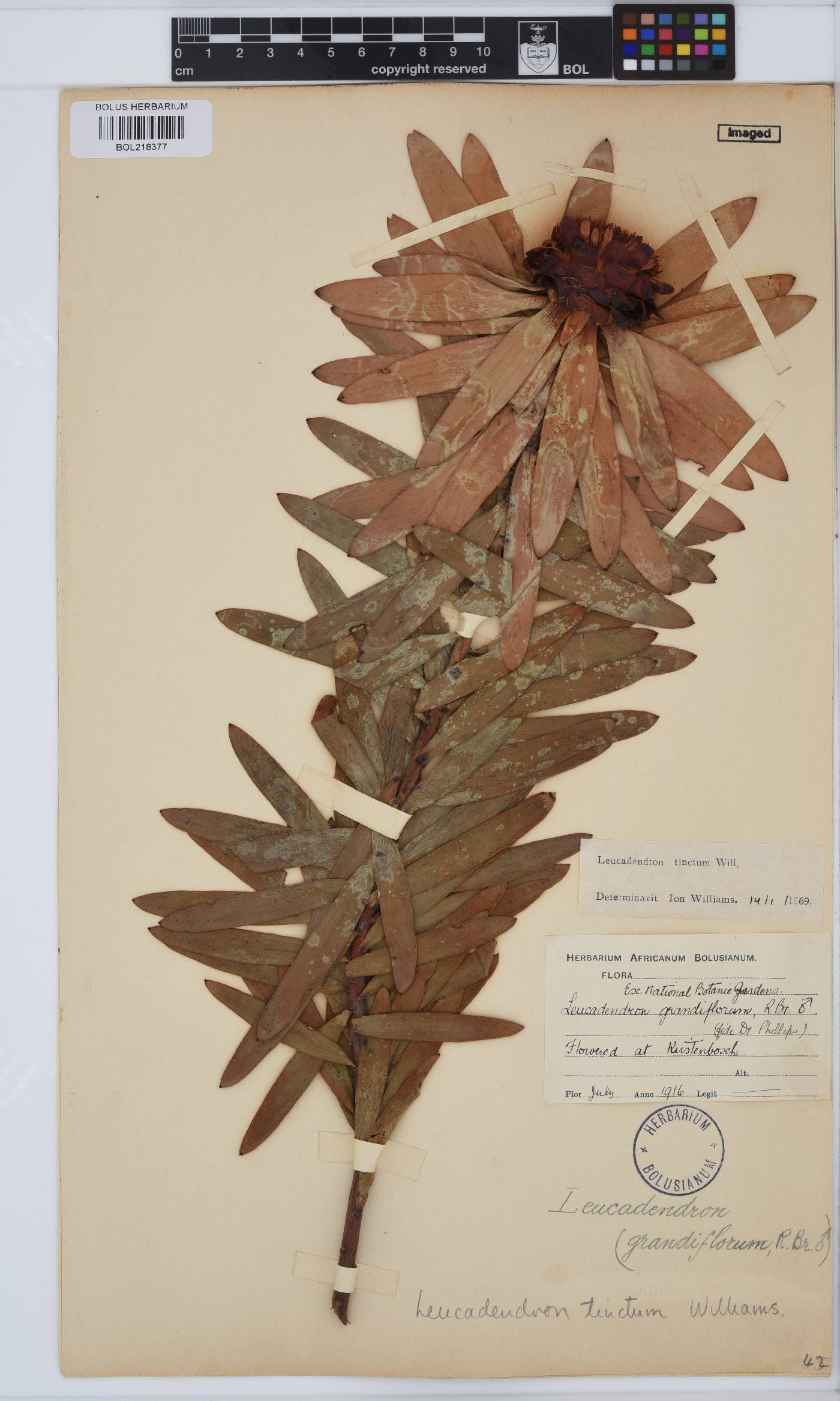 Leucadendron tinctum image