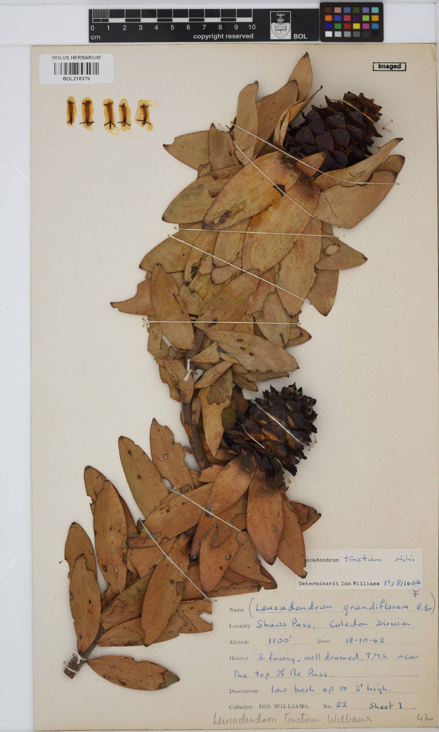 Leucadendron tinctum image