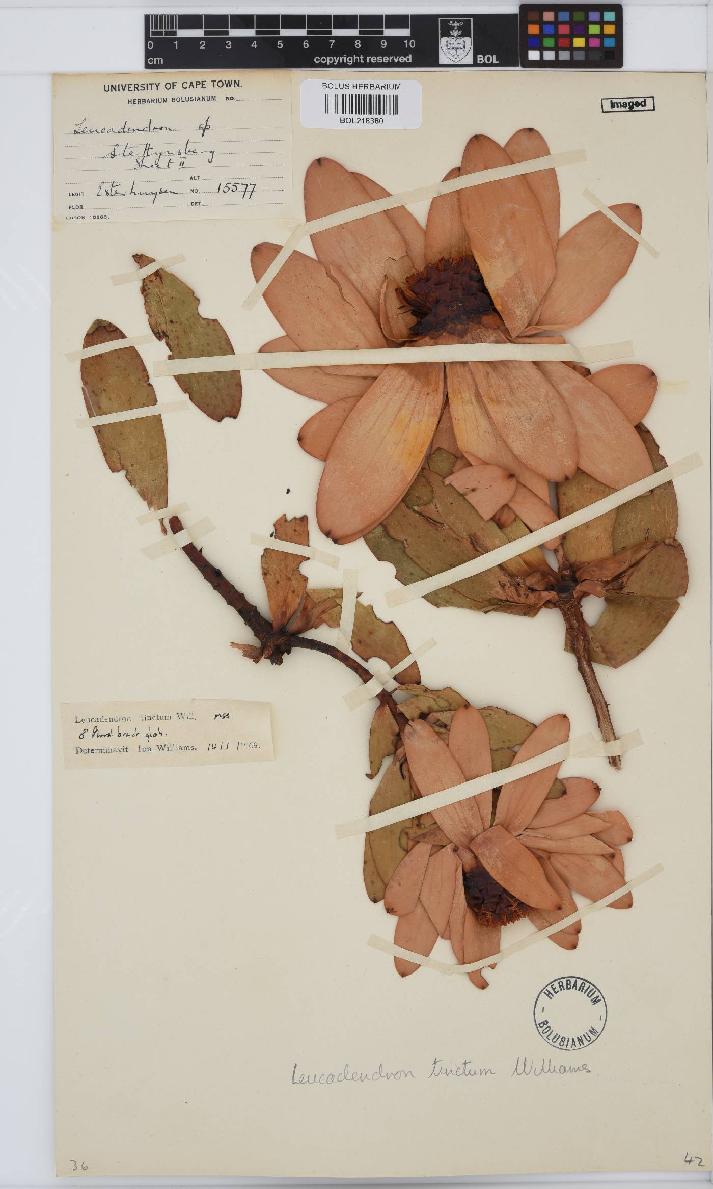 Leucadendron tinctum image