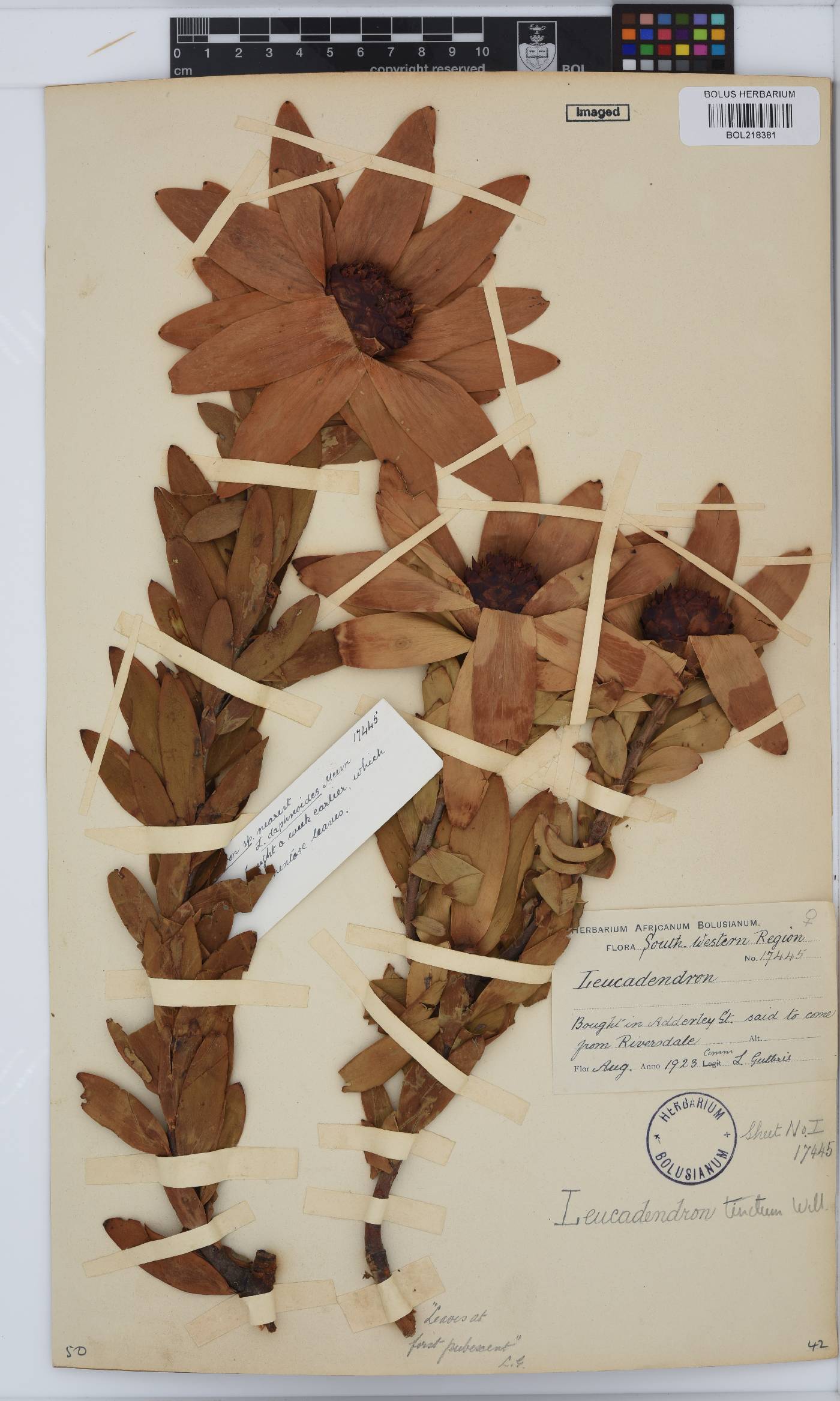 Leucadendron tinctum image