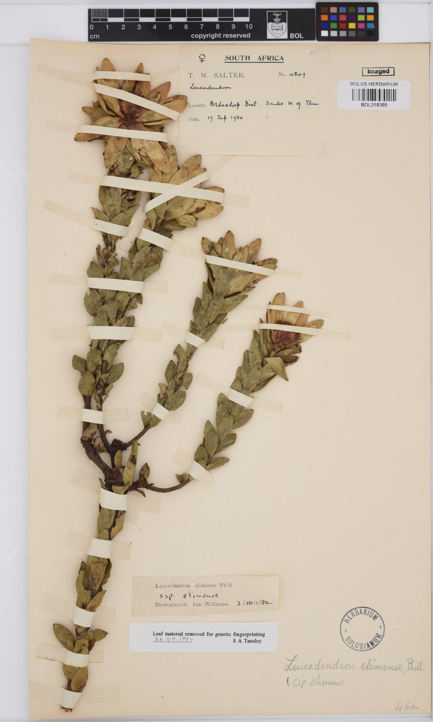 Leucadendron elimense image