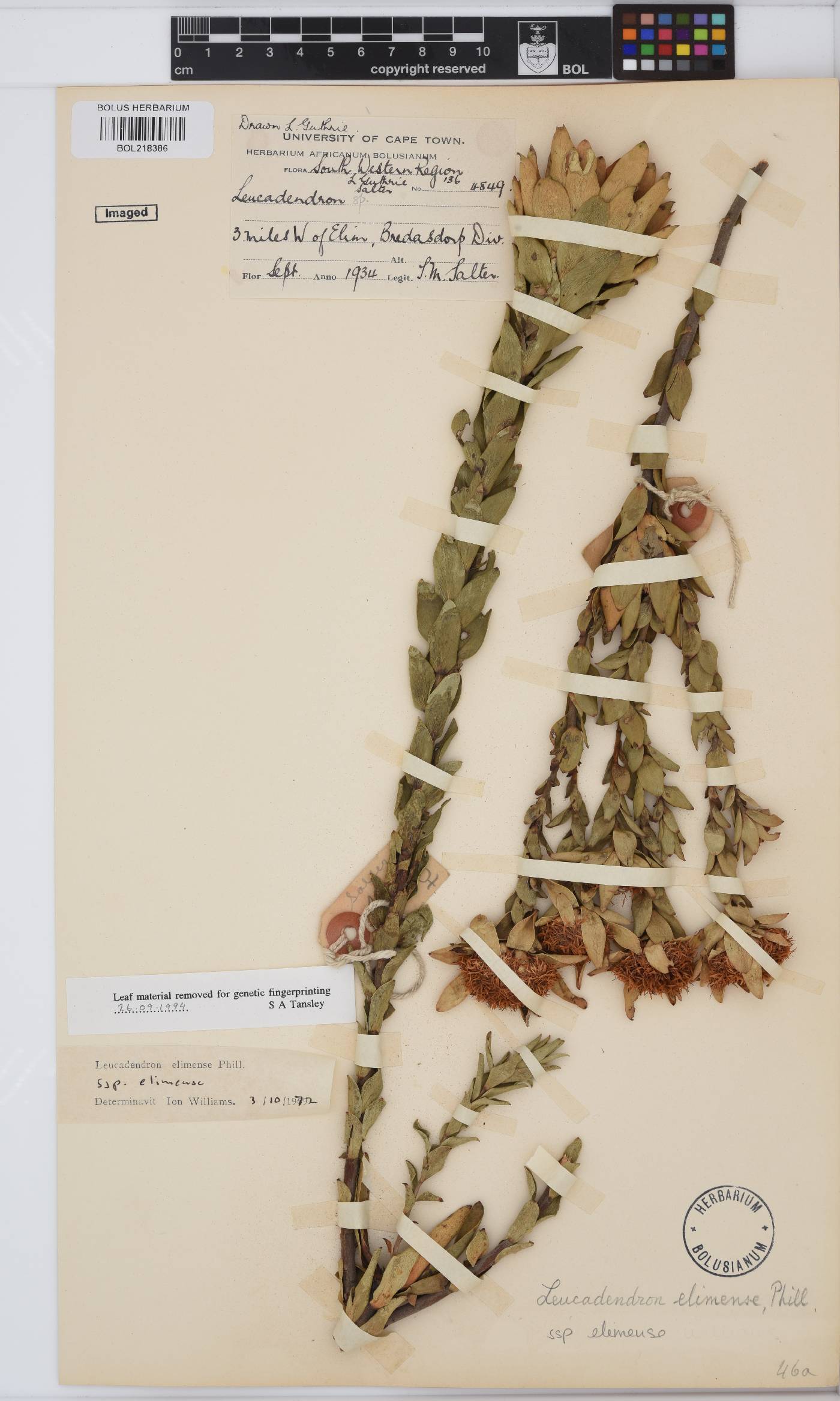 Leucadendron elimense subsp. elimense image