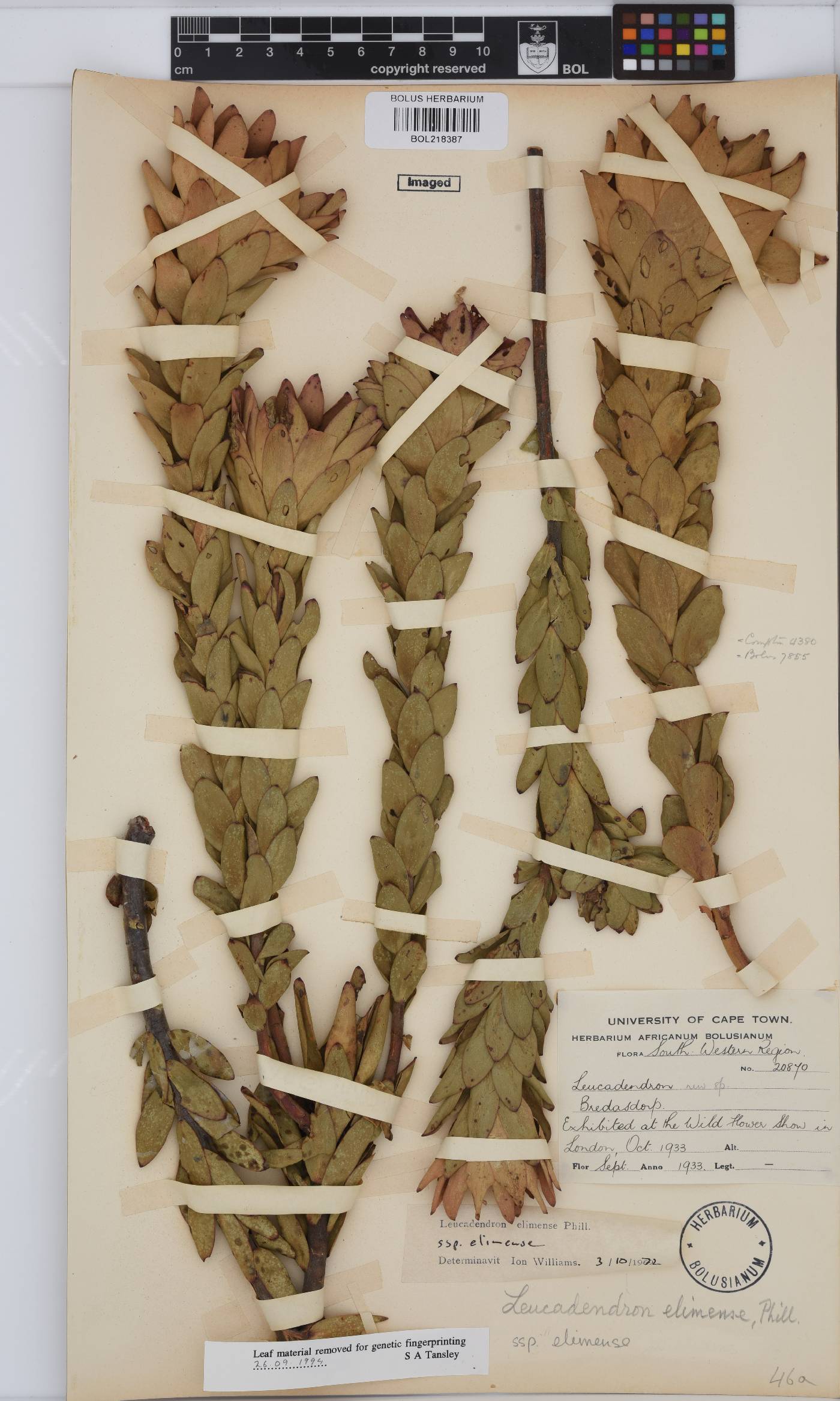 Leucadendron elimense subsp. elimense image