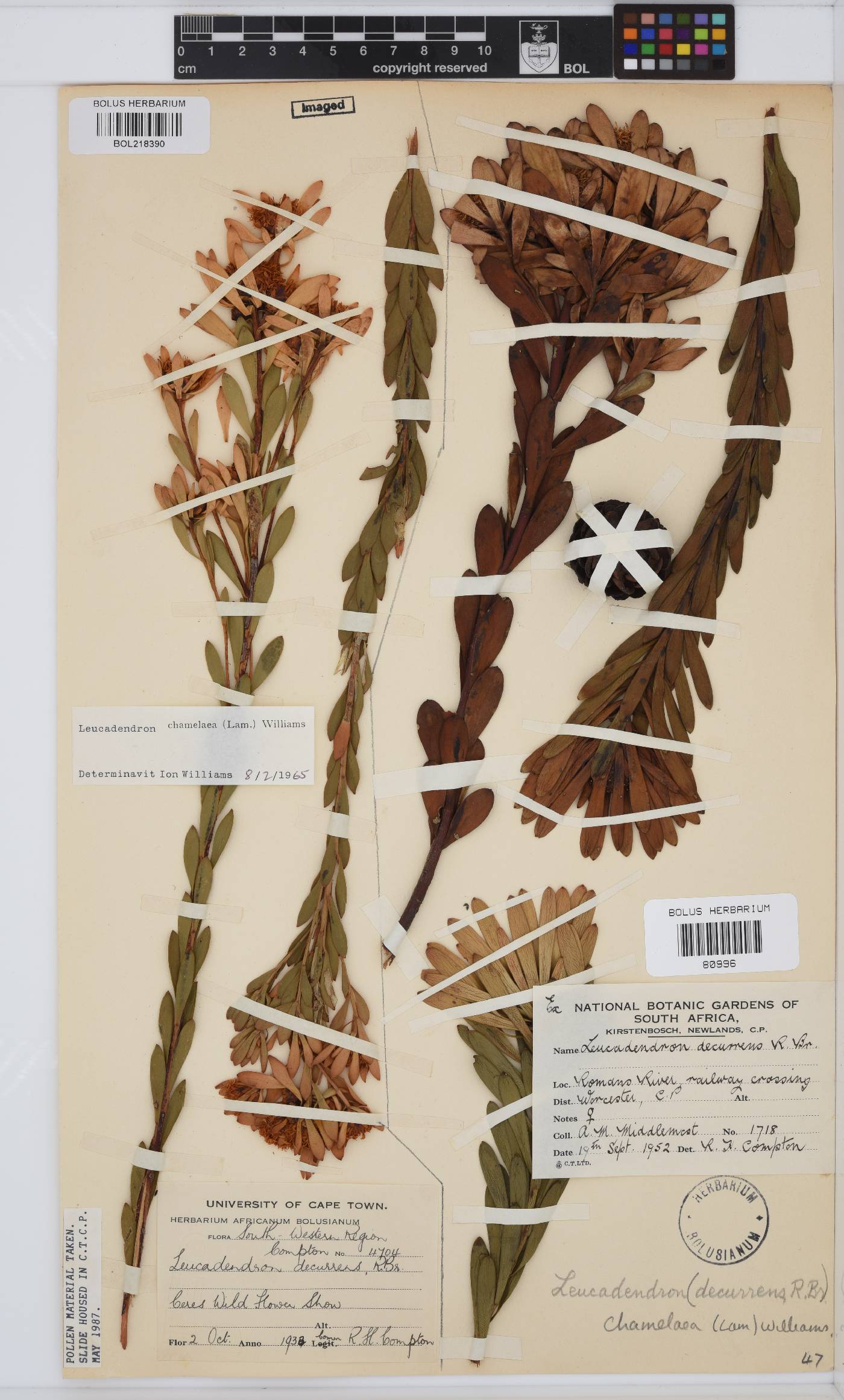 Leucadendron chamelaea image