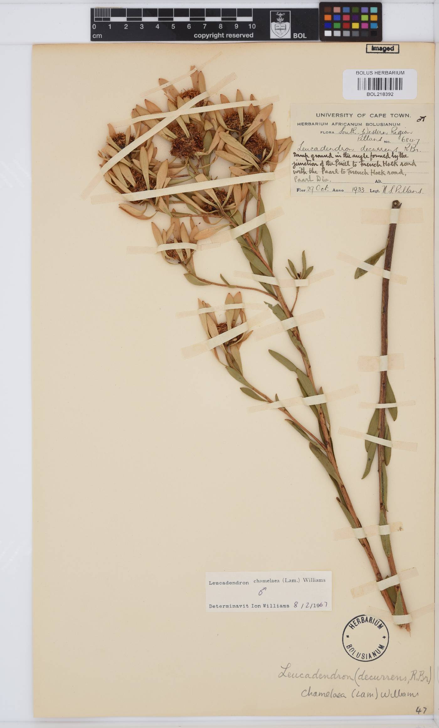 Leucadendron chamelaea image