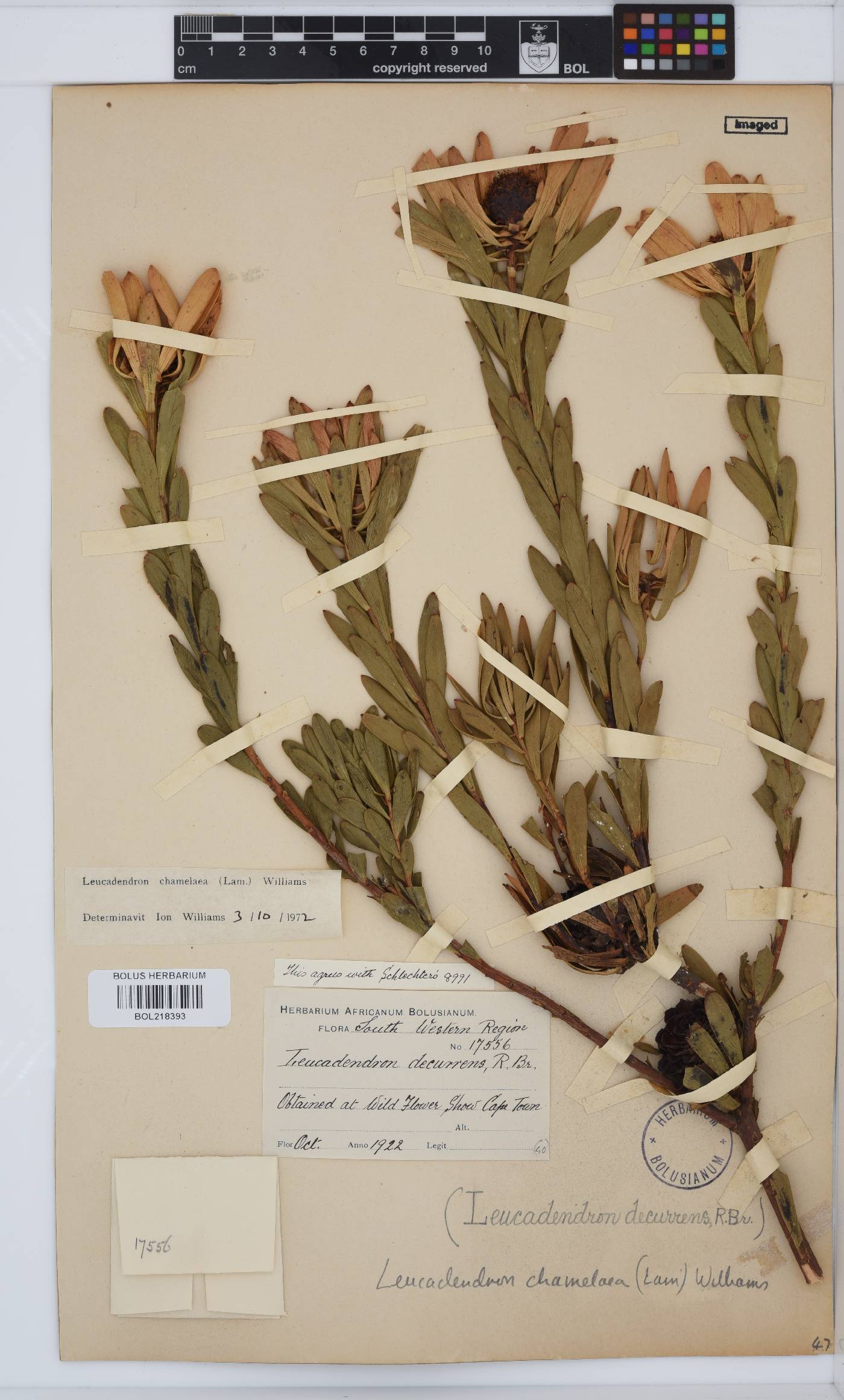 Leucadendron chamelaea image