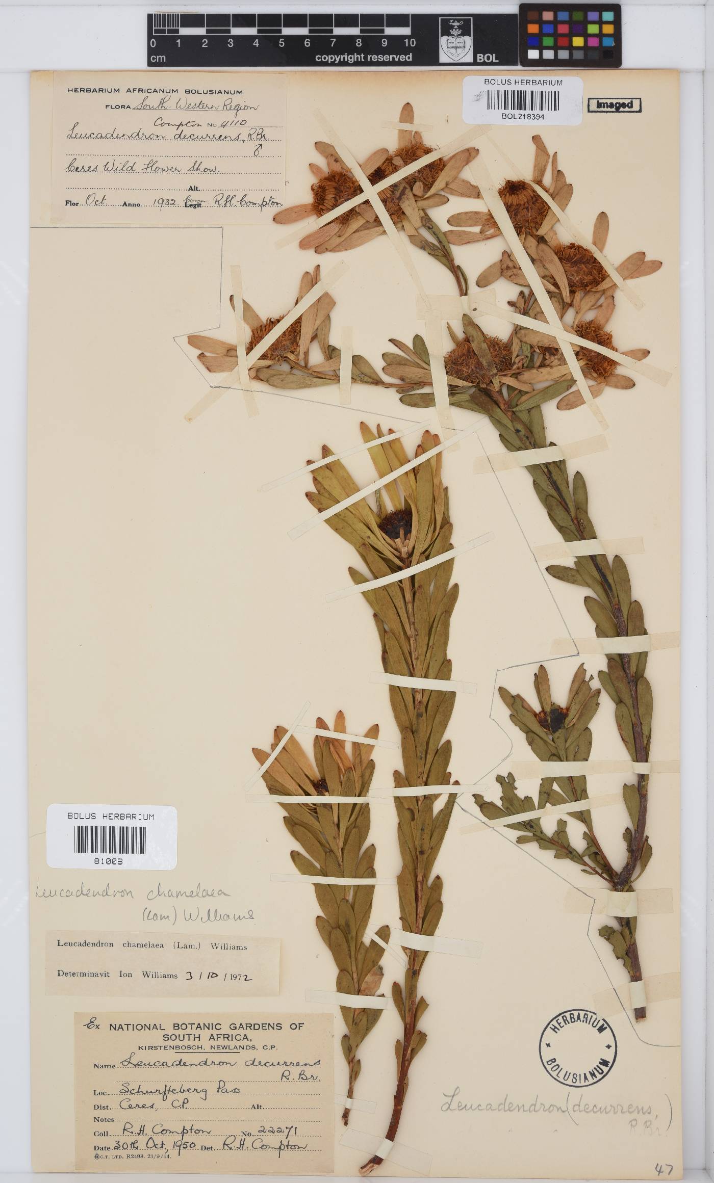 Leucadendron chamelaea image