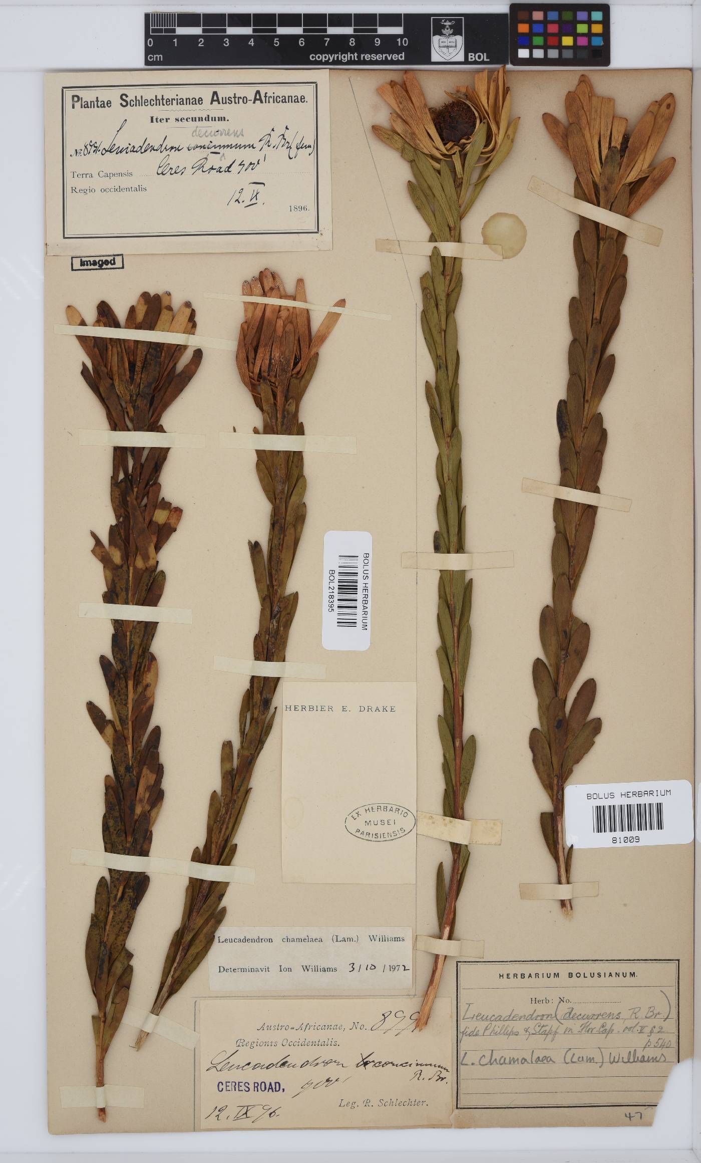 Leucadendron chamelaea image