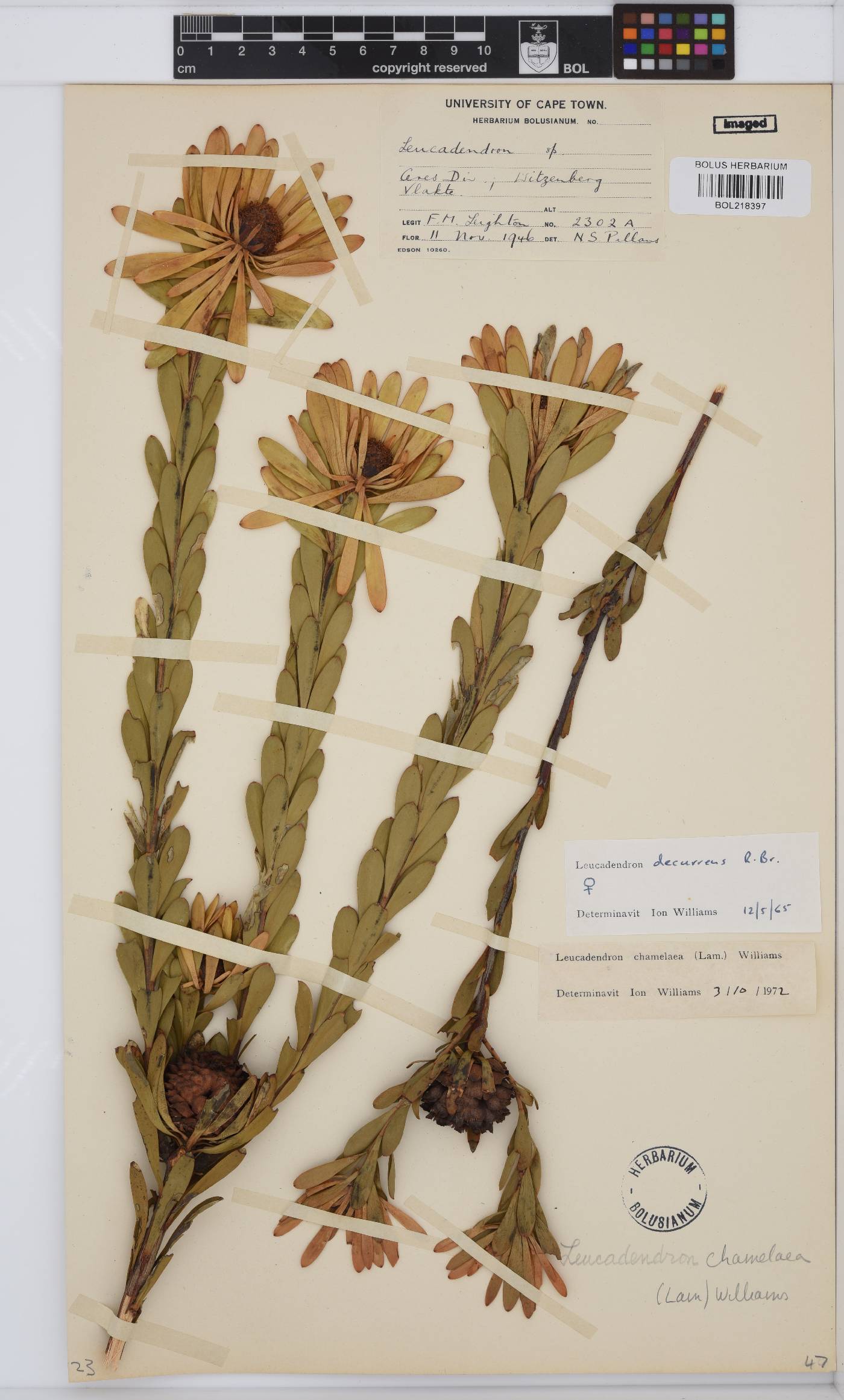 Leucadendron chamelaea image