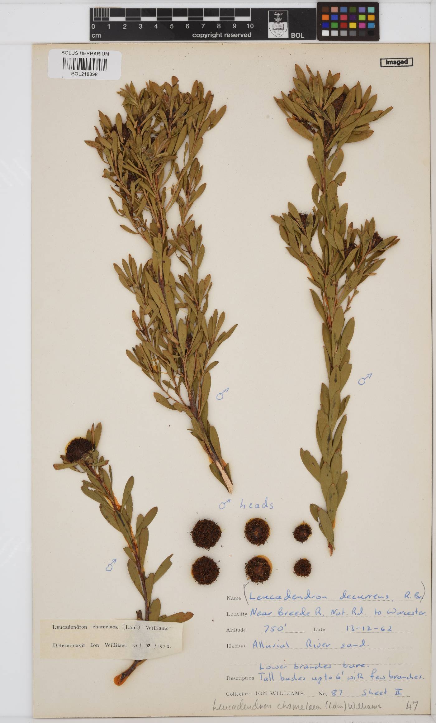 Leucadendron chamelaea image