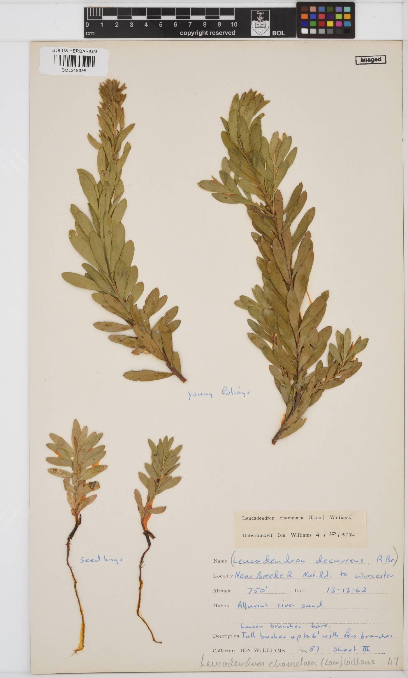Leucadendron chamelaea image
