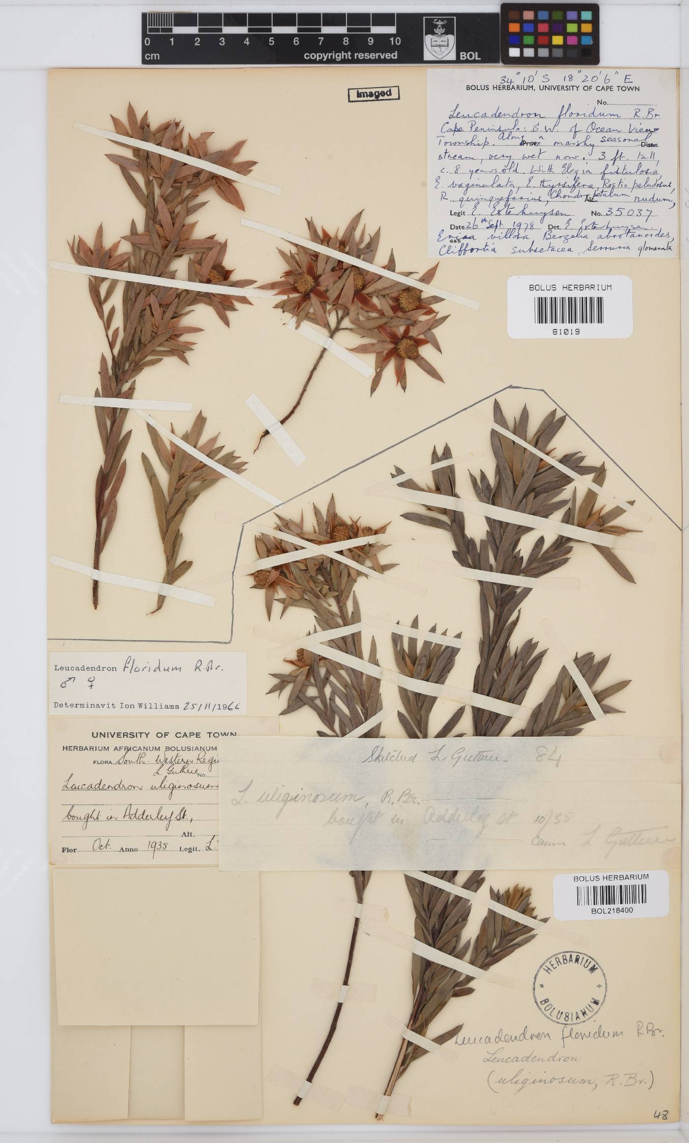 Leucadendron floridum image