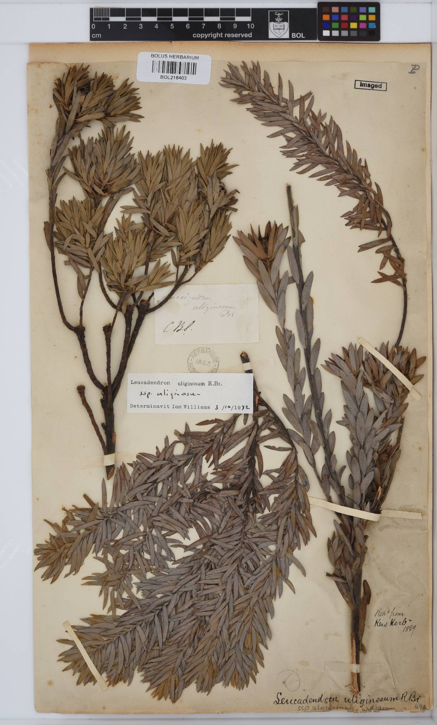 Leucadendron uliginosum subsp. uliginosum image