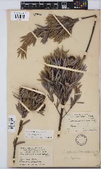 Leucadendron uliginosum image