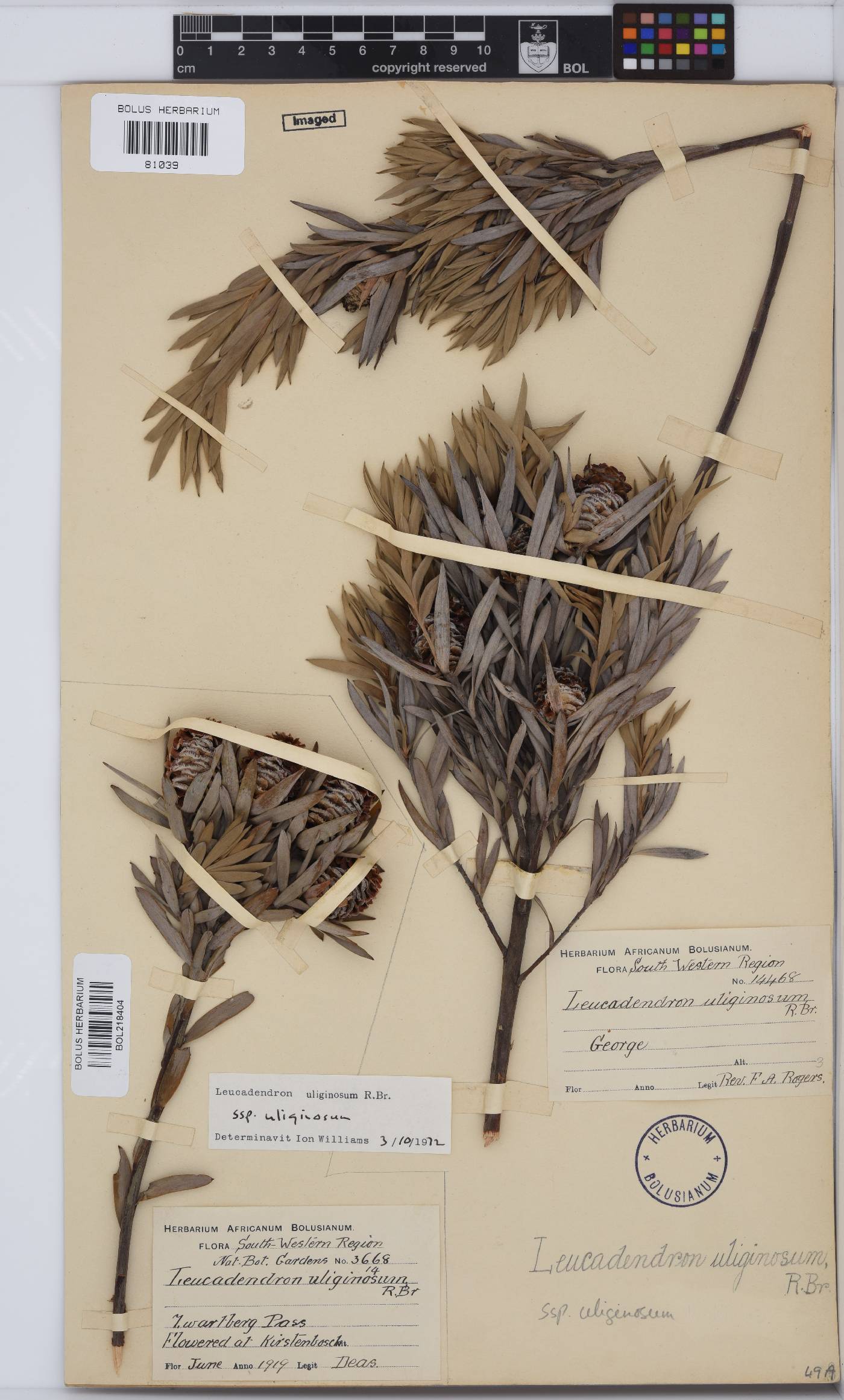 Leucadendron uliginosum subsp. uliginosum image