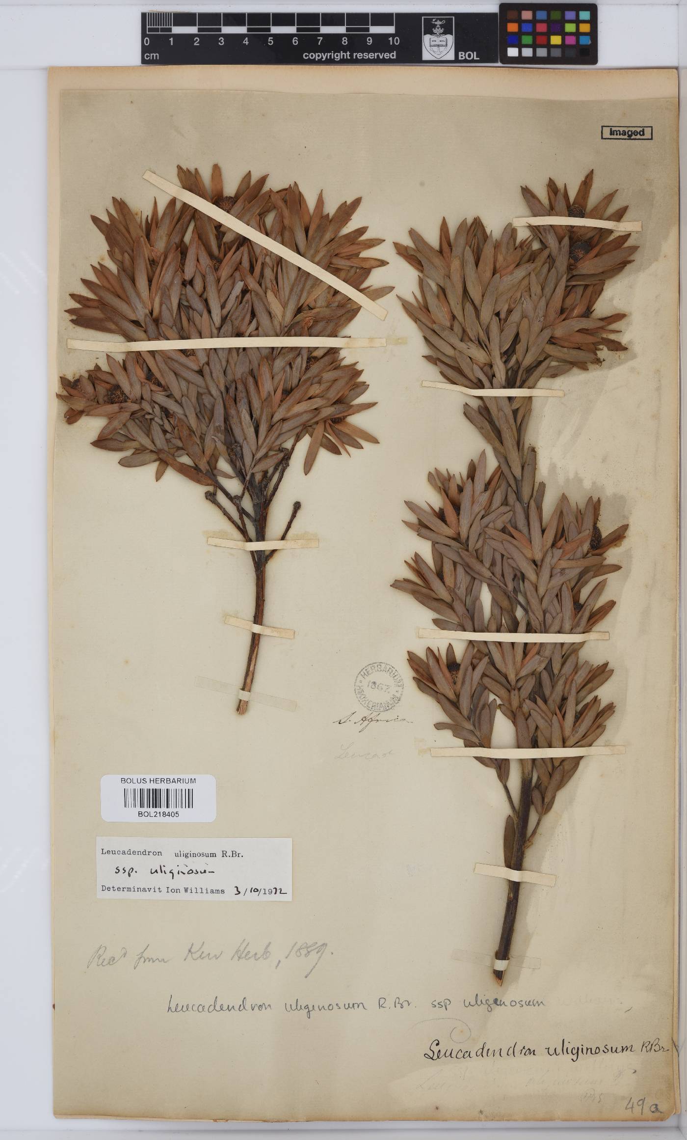 Leucadendron uliginosum subsp. uliginosum image