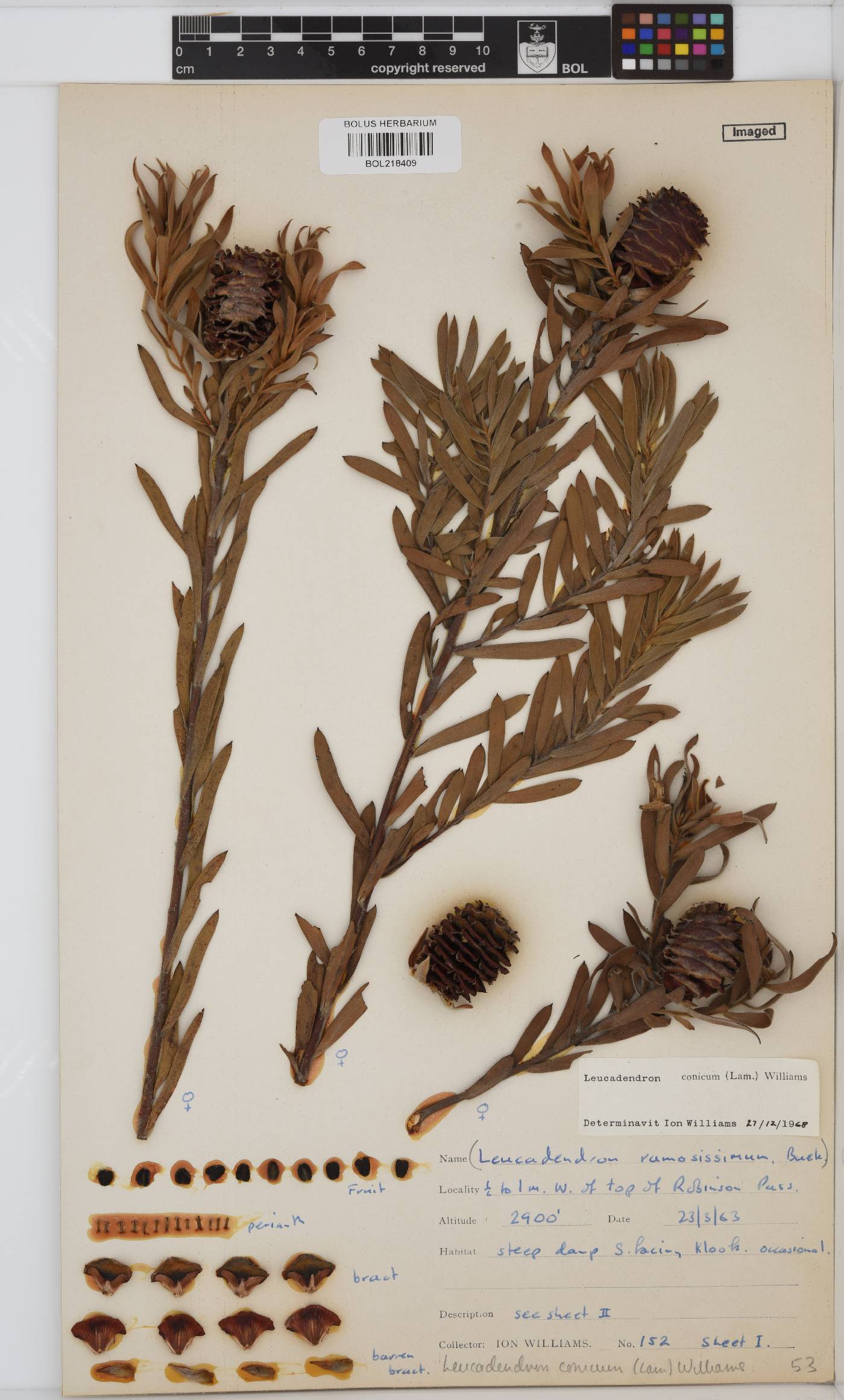 Leucadendron conicum image