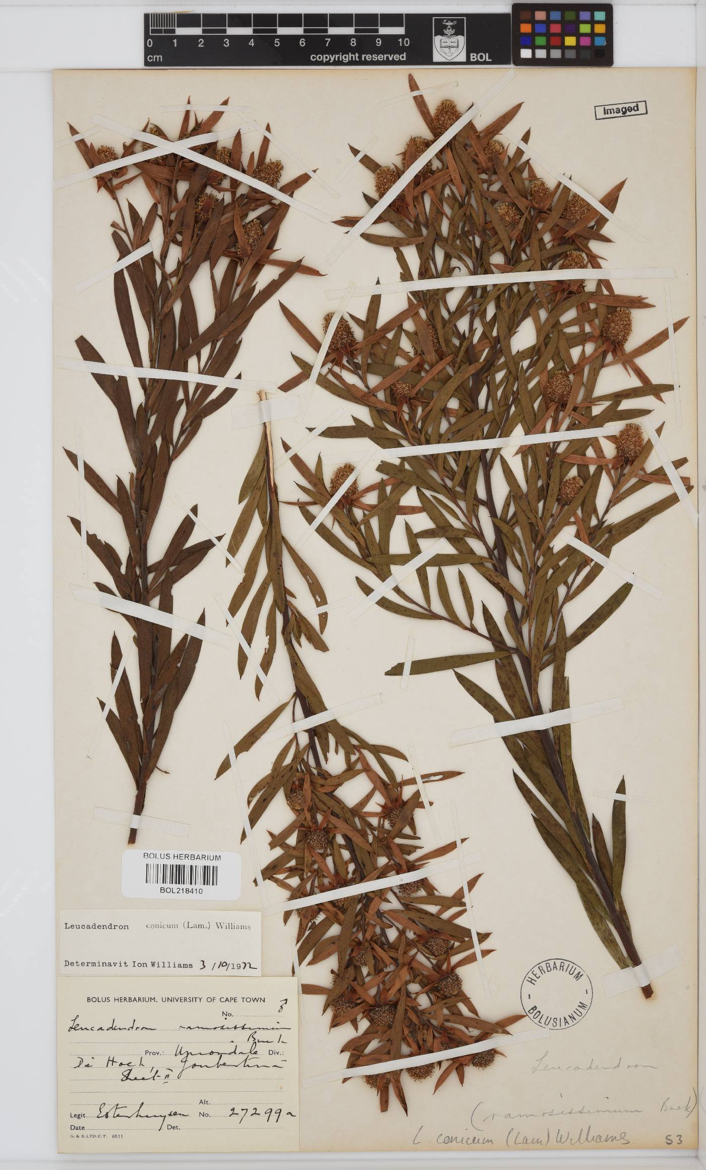 Leucadendron conicum image