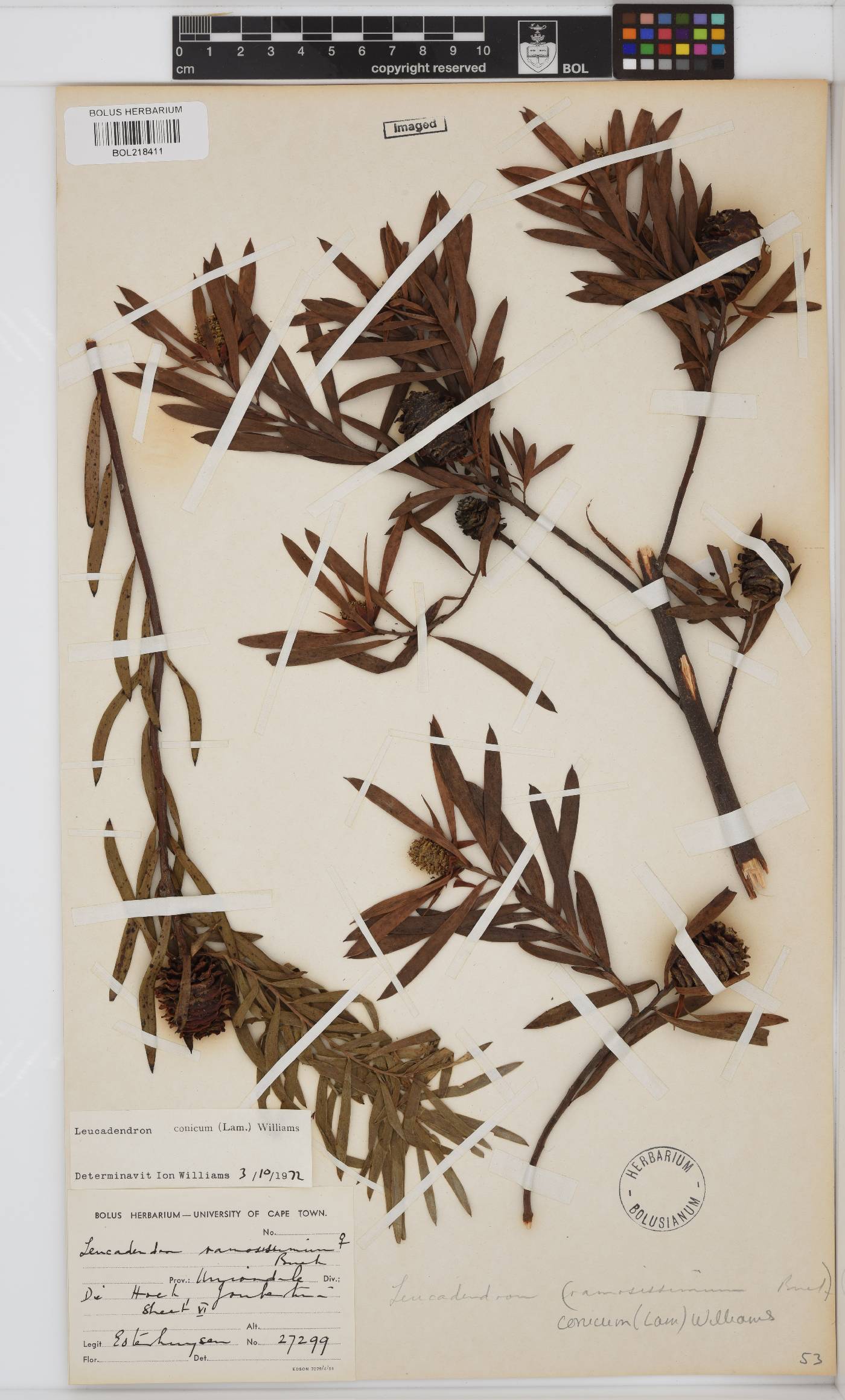 Leucadendron conicum image