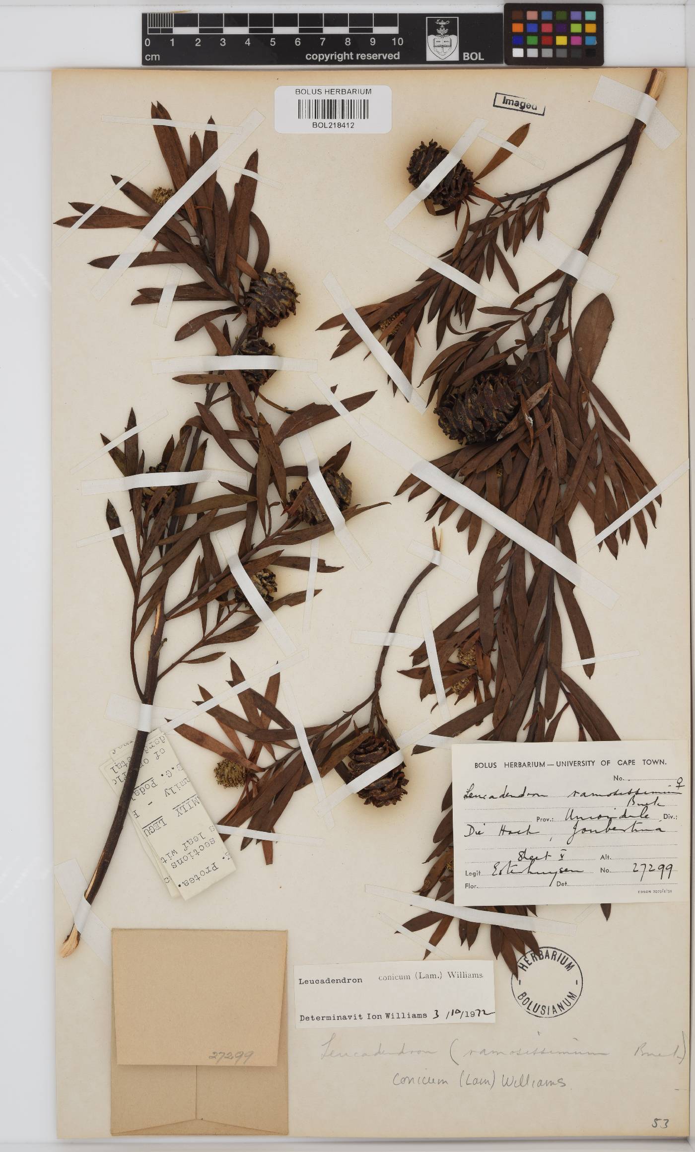 Leucadendron conicum image