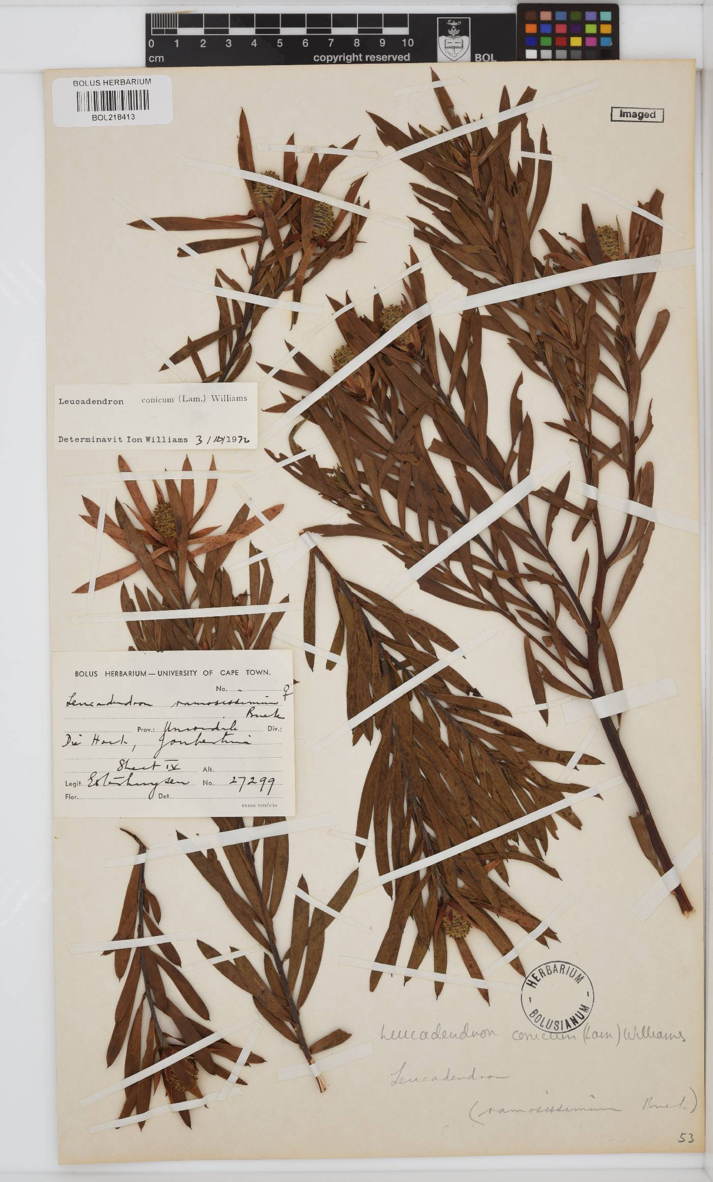 Leucadendron conicum image