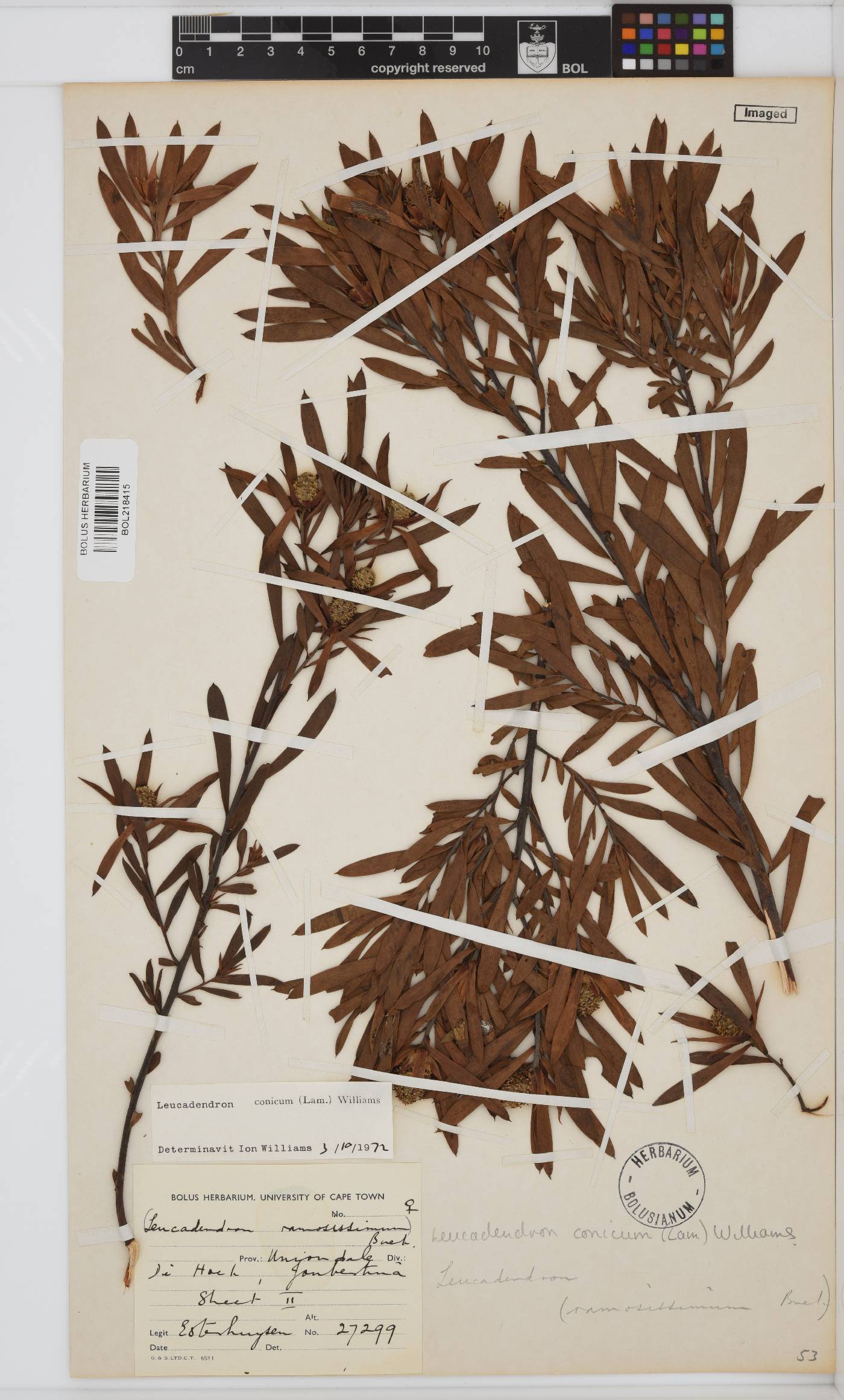 Leucadendron conicum image