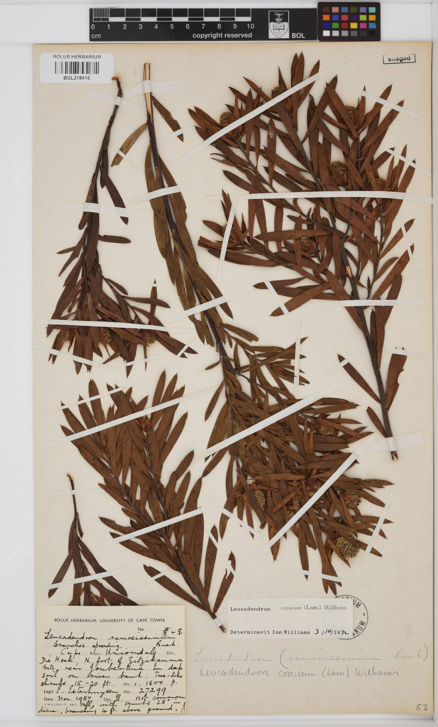 Leucadendron conicum image