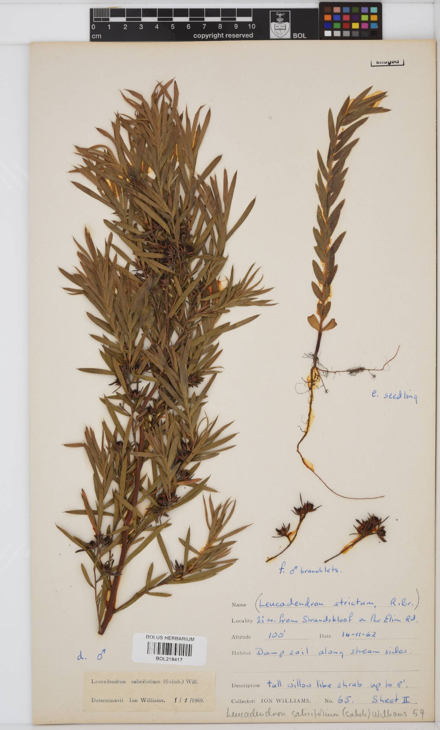 Leucadendron salicifolium image