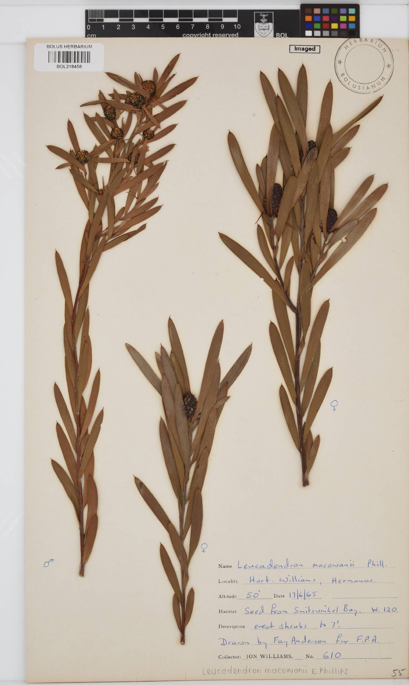 Leucadendron macowanii image