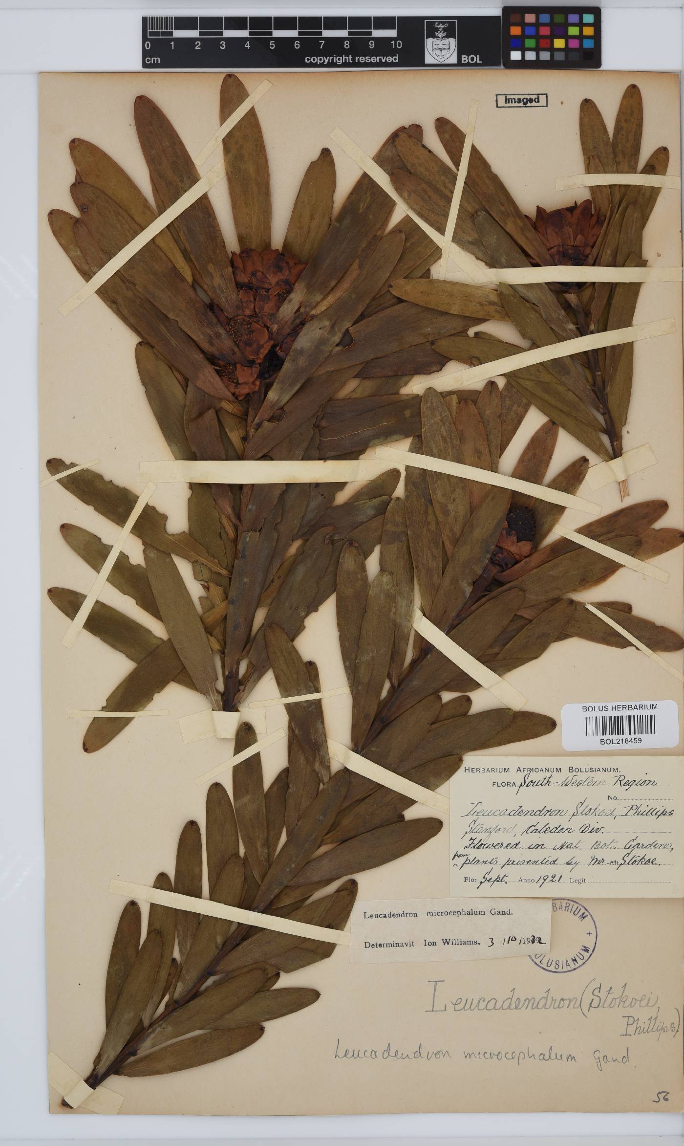 Leucadendron microcephalum image