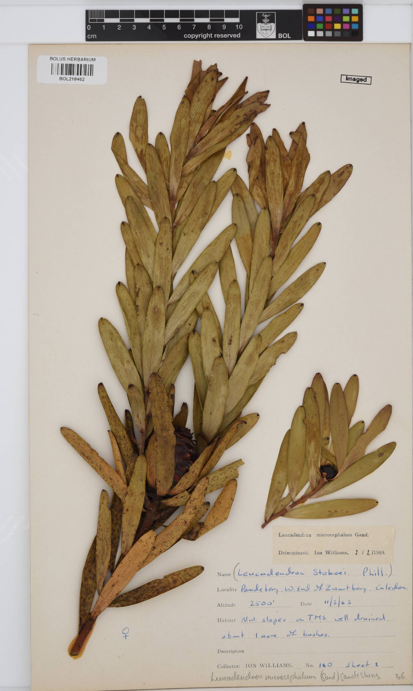 Leucadendron microcephalum image