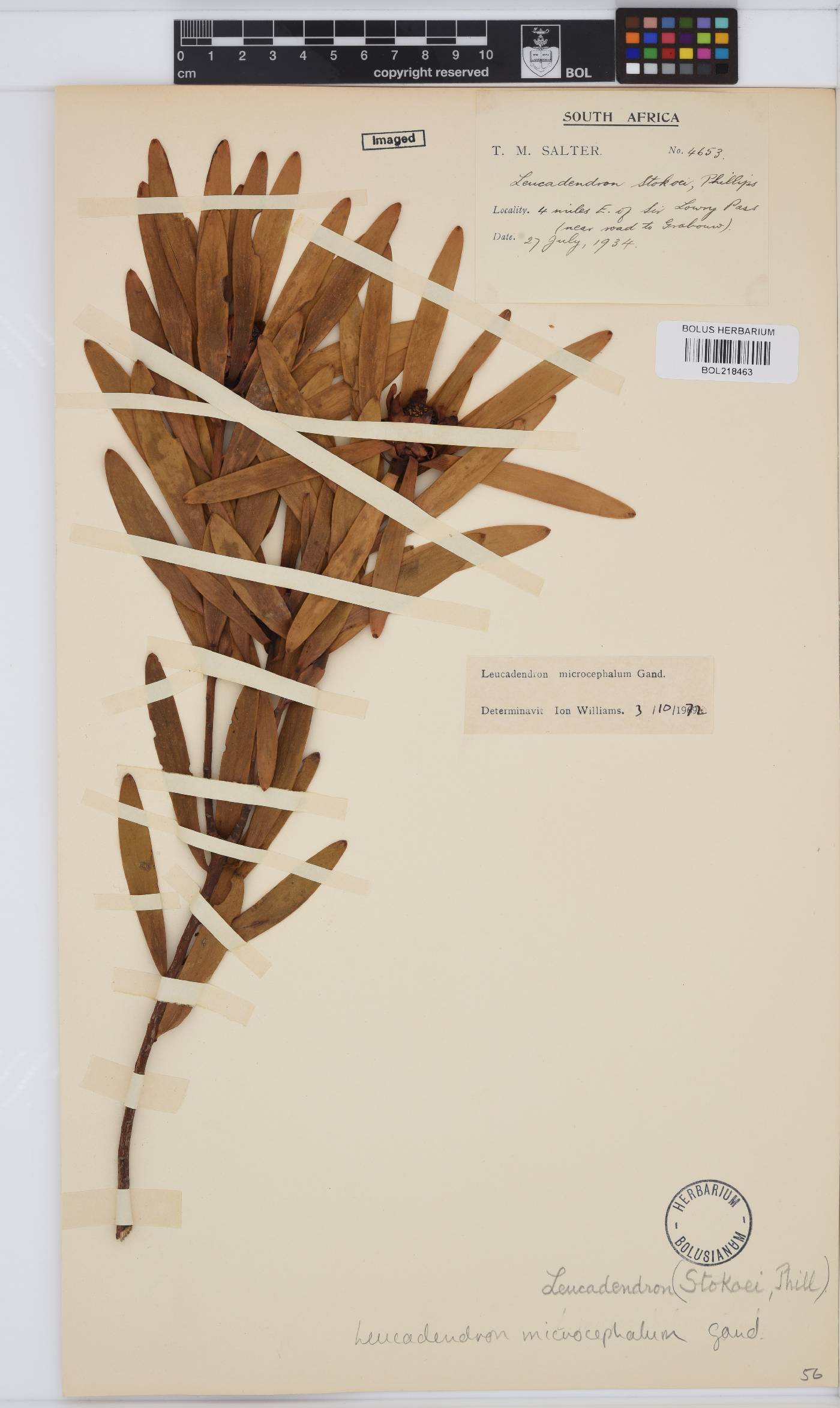 Leucadendron microcephalum image