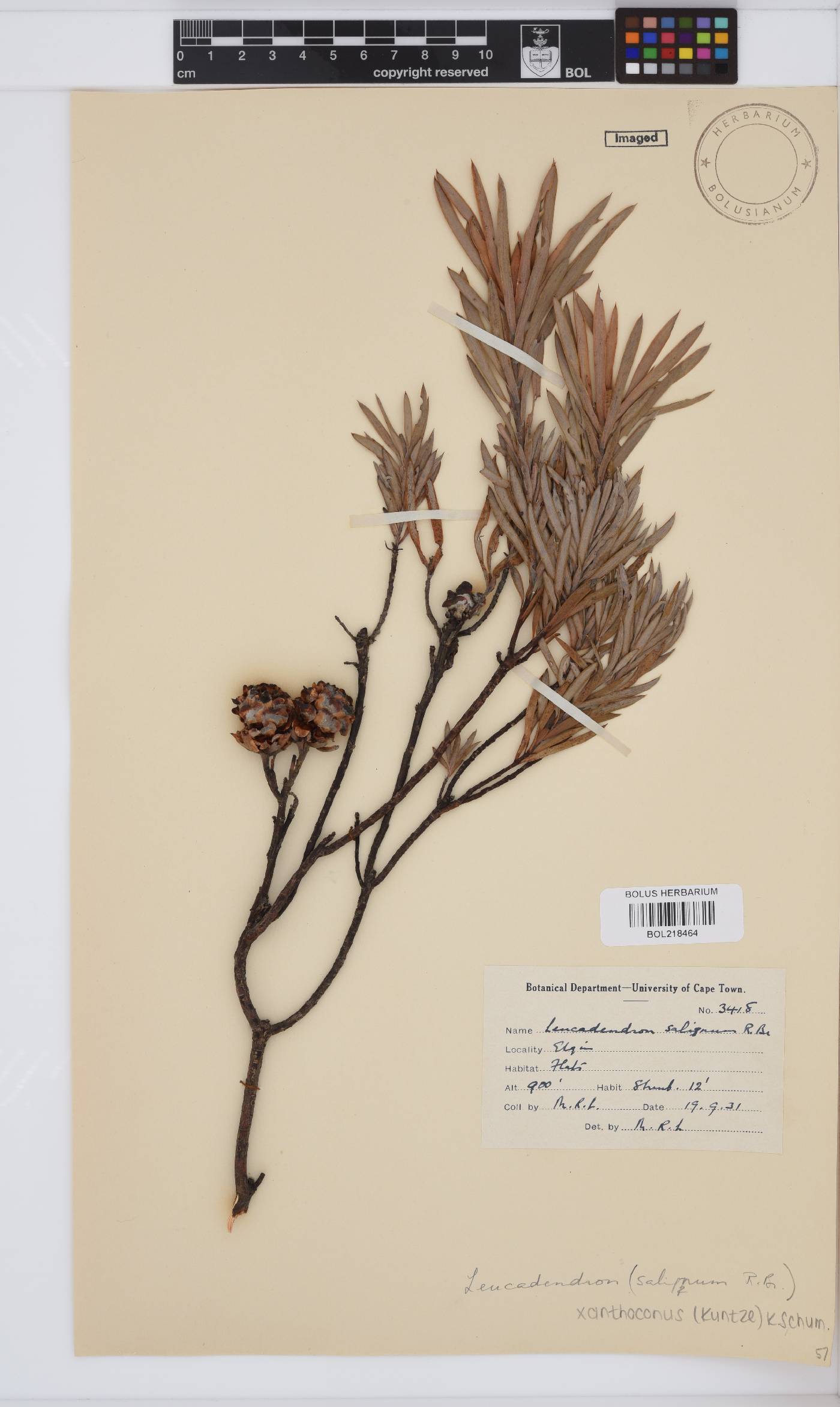 Leucadendron xanthoconus image